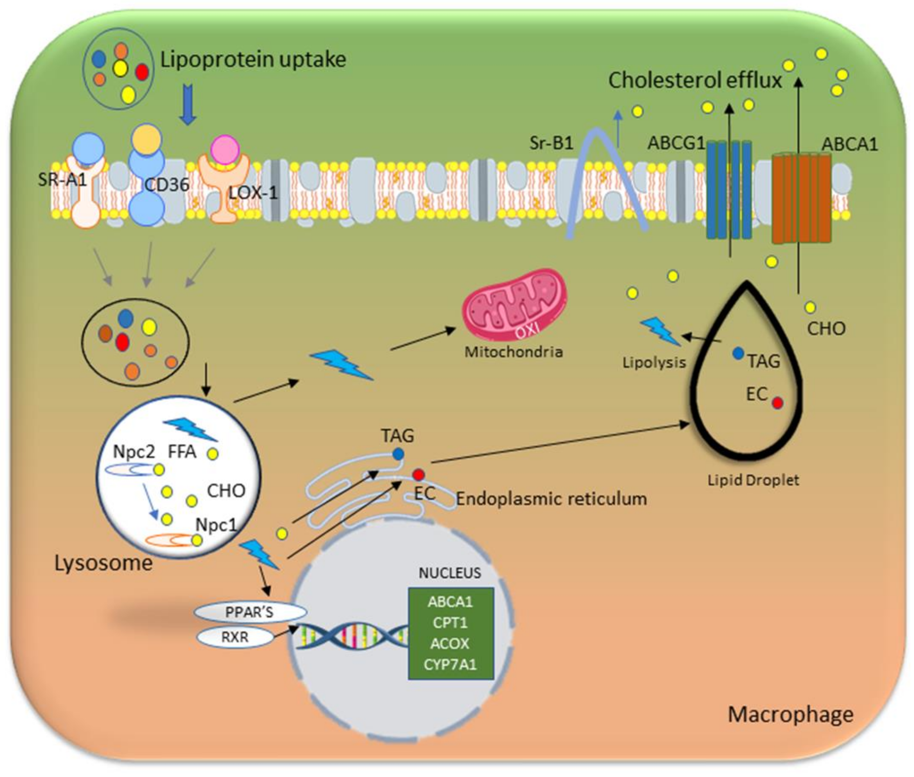 Preprints 141006 g003