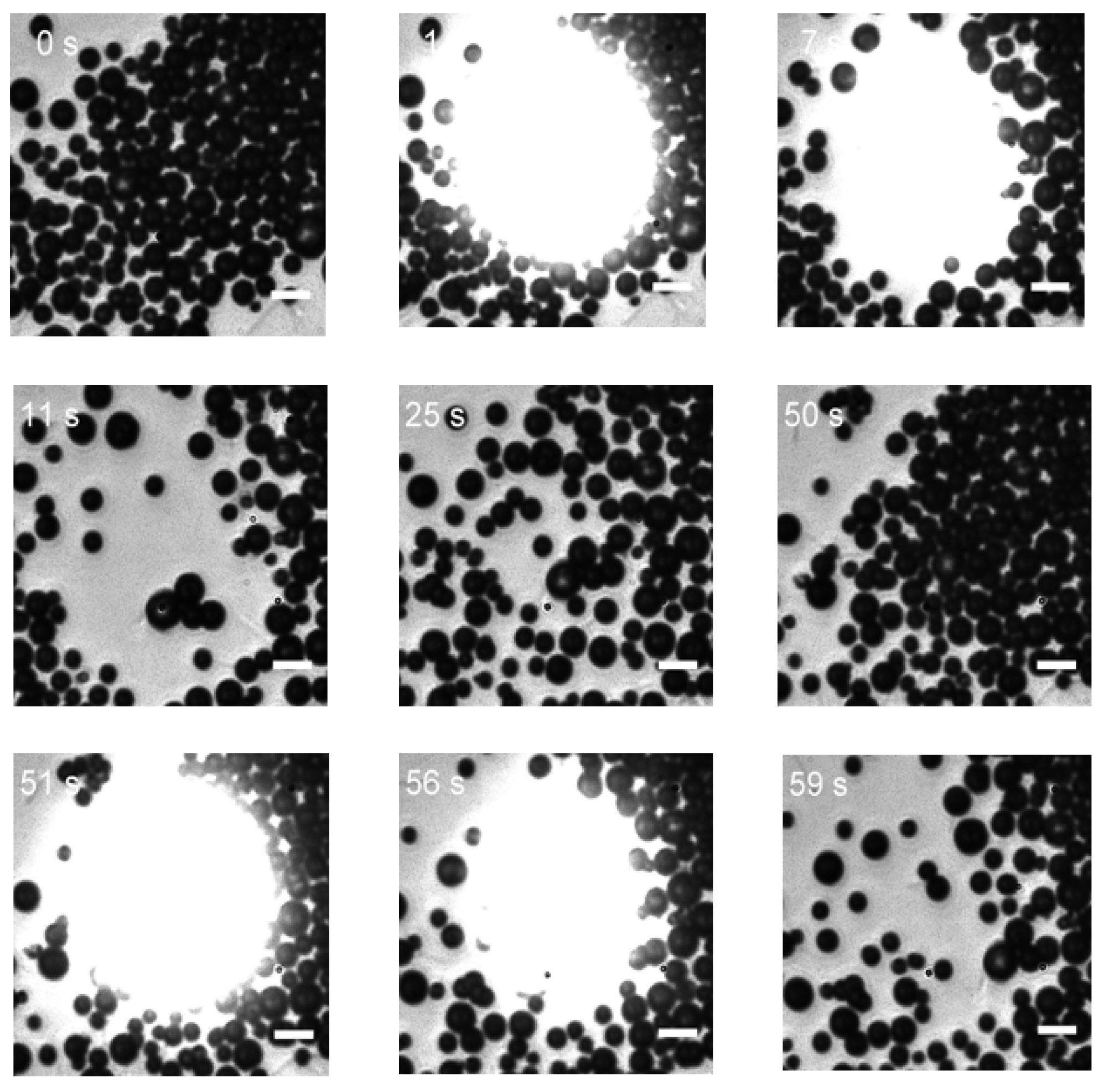 Preprints 102799 g003