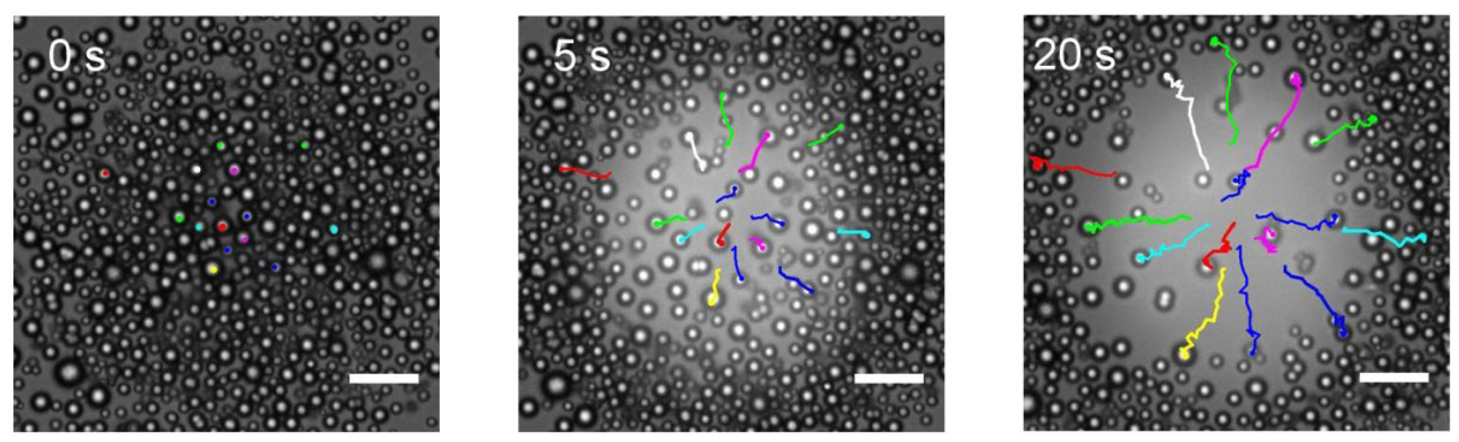Preprints 102799 g004