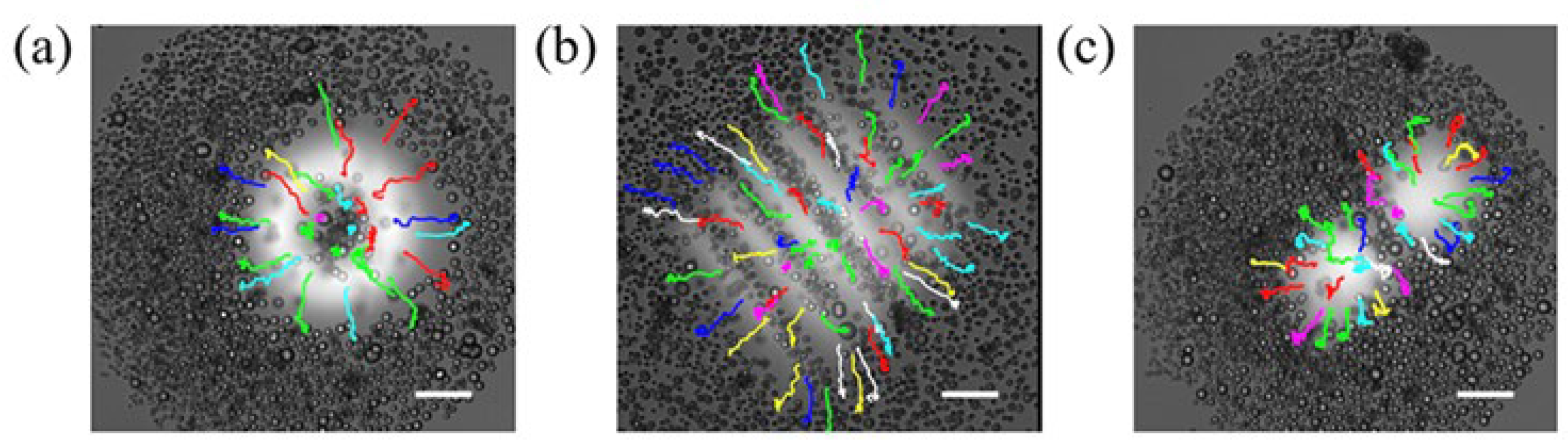 Preprints 102799 g006