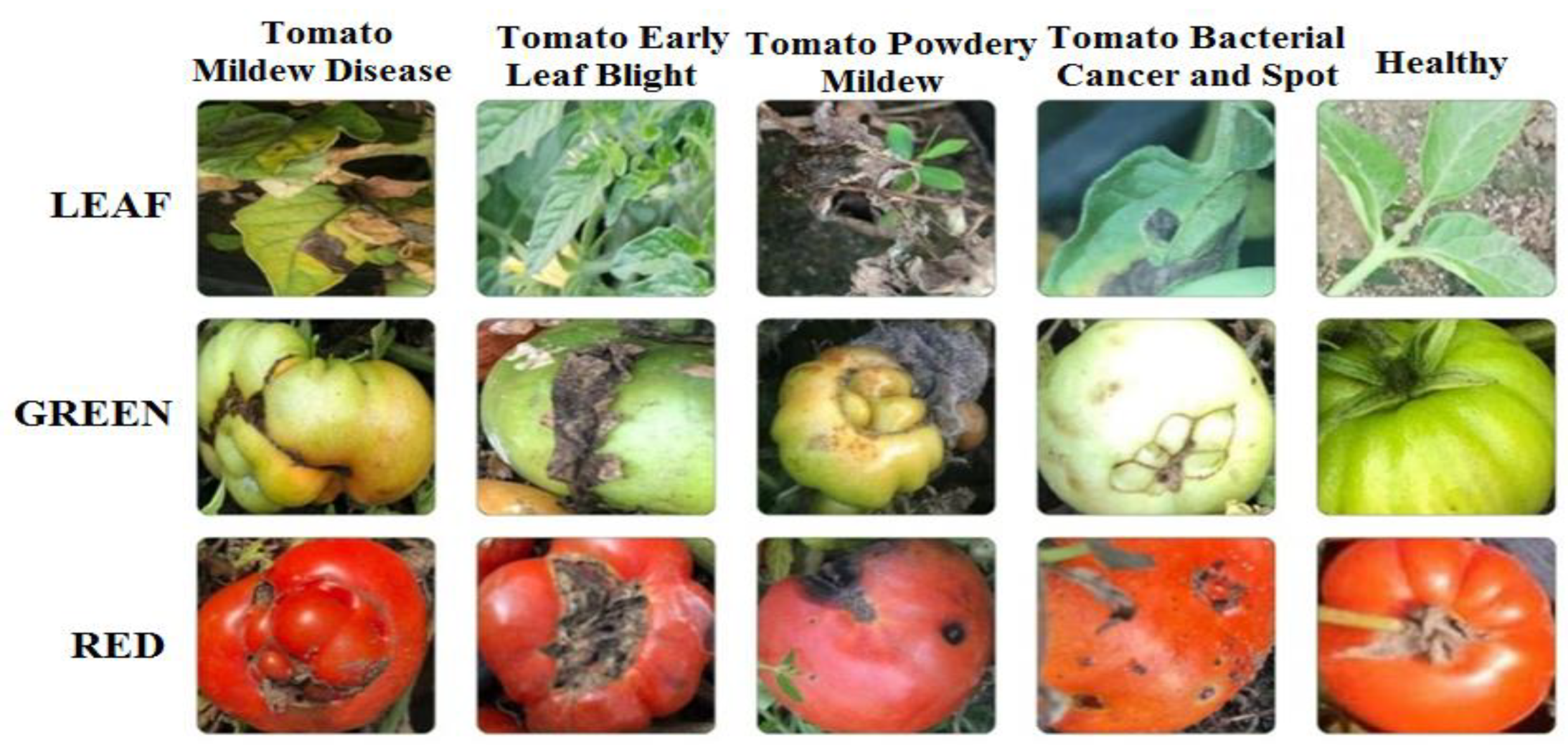 Preprints 159782 g002