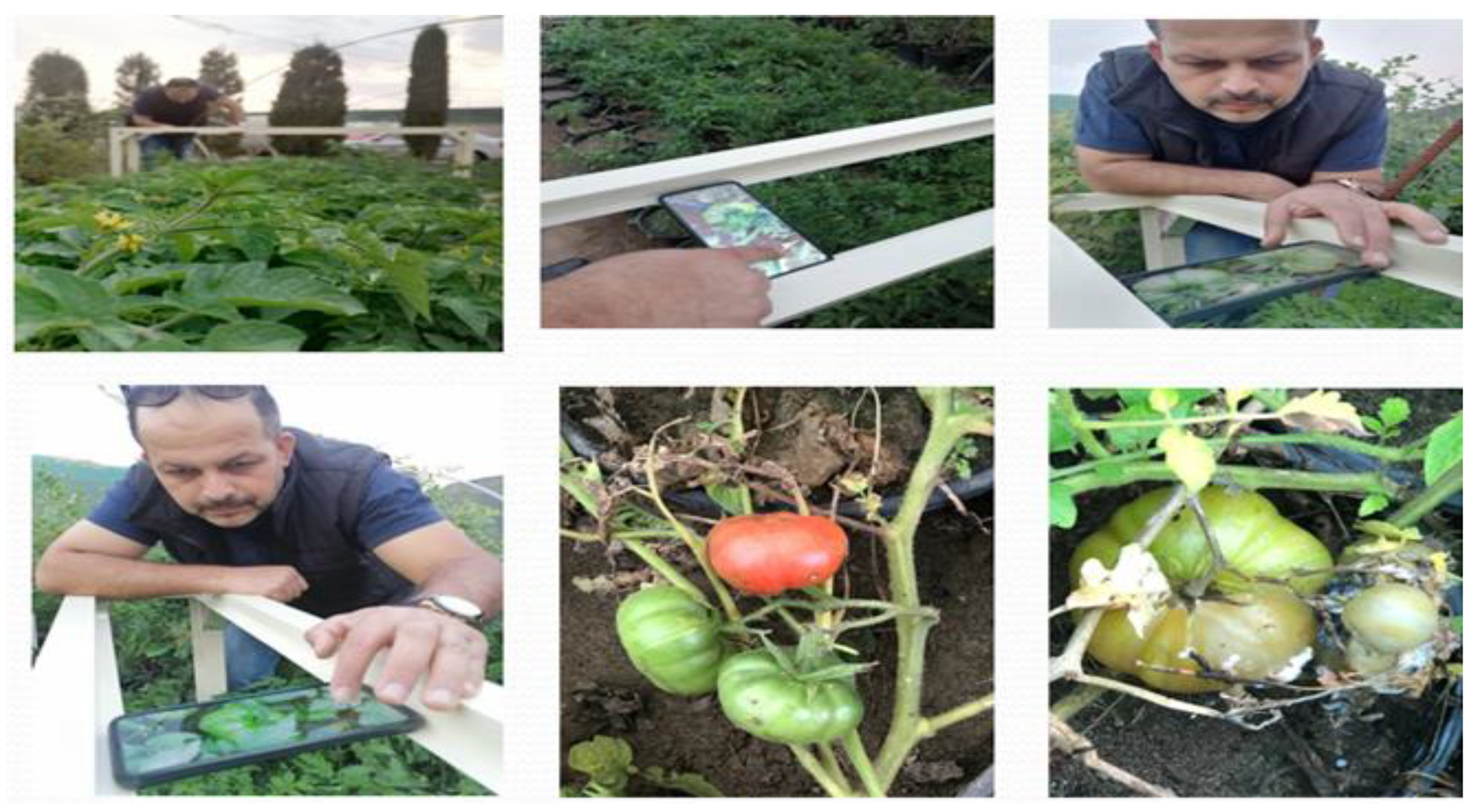 Preprints 159782 g003