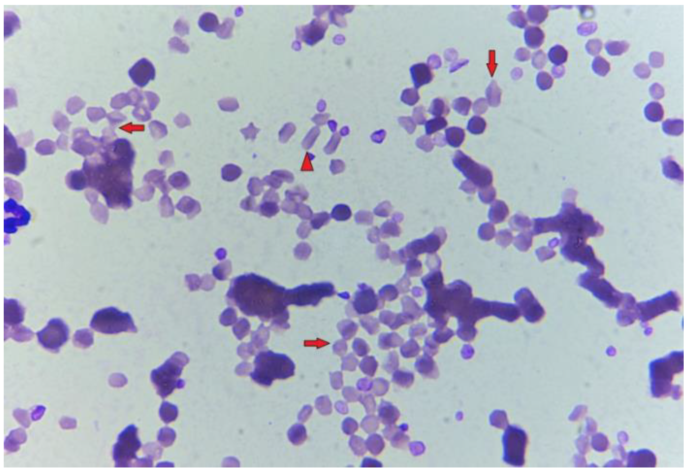 Preprints 144488 g001