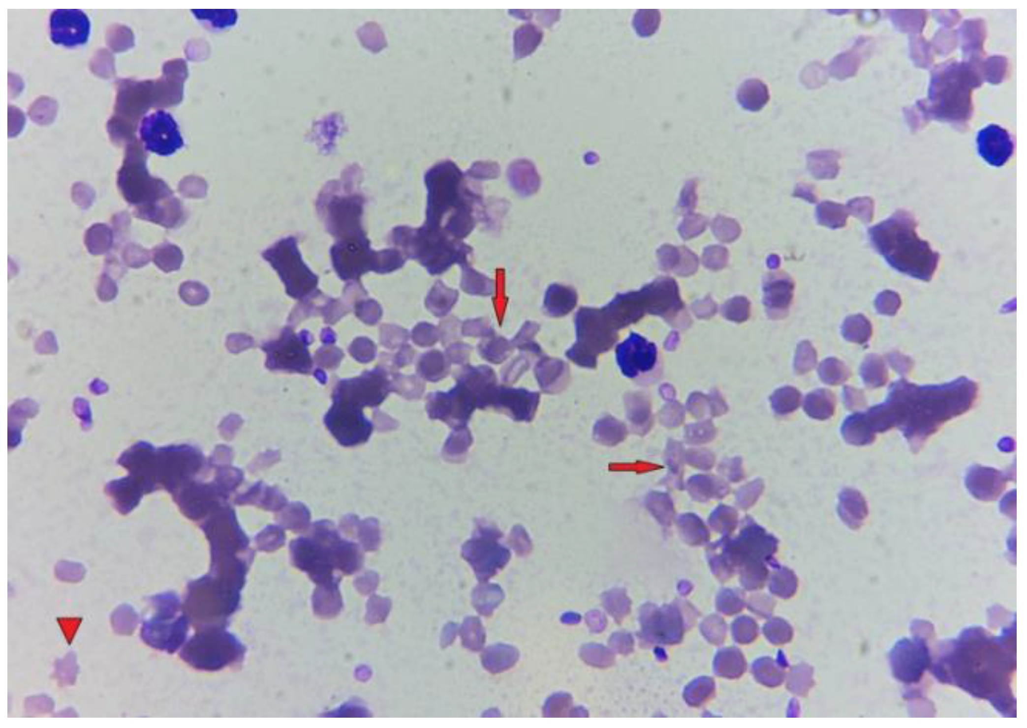 Preprints 144488 g002