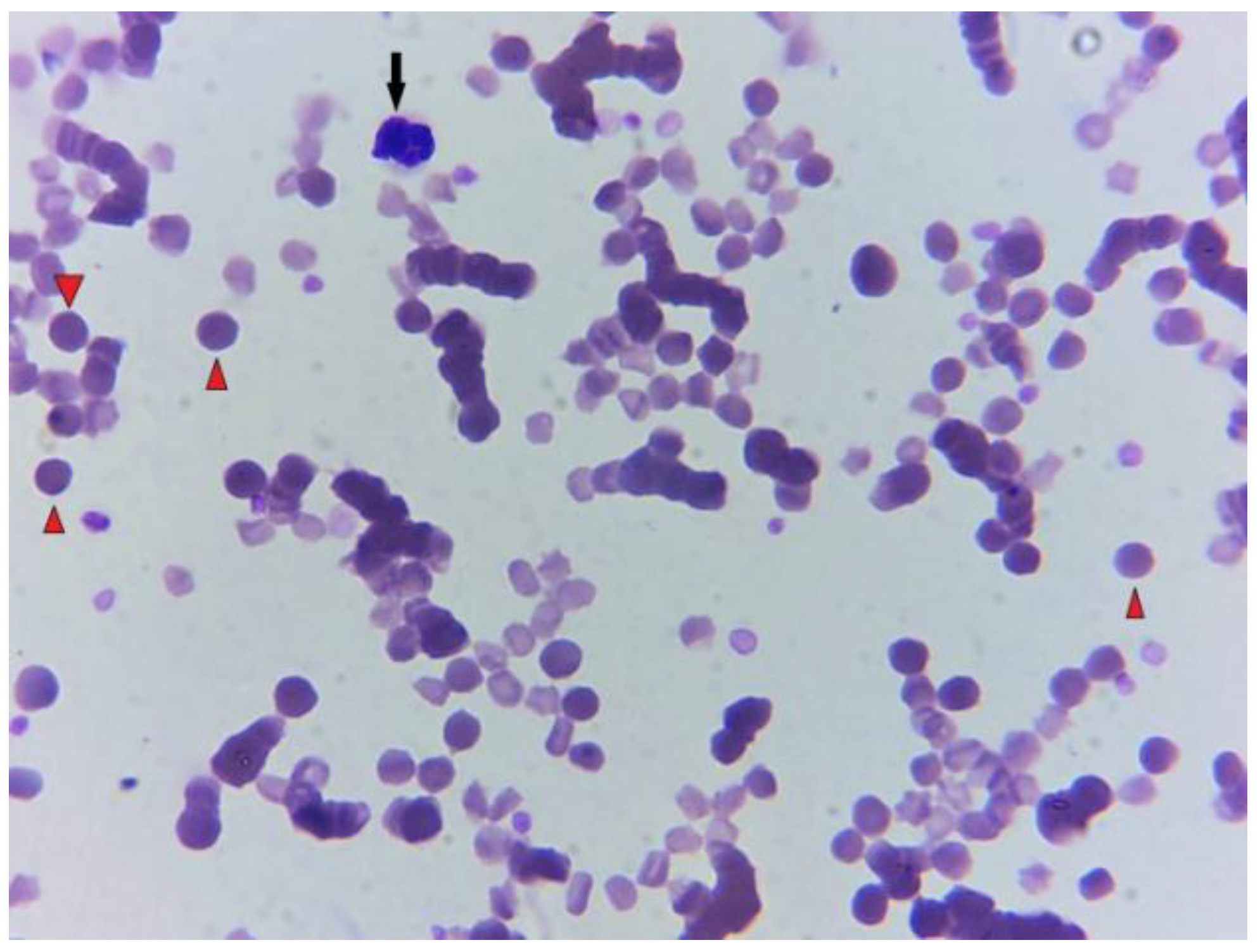 Preprints 144488 g003