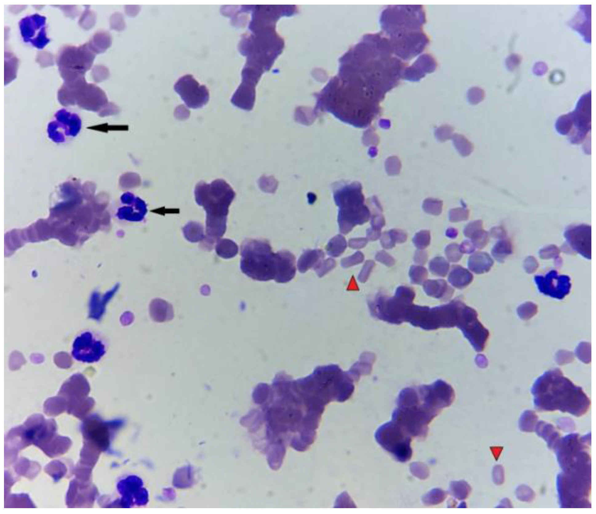 Preprints 144488 g004