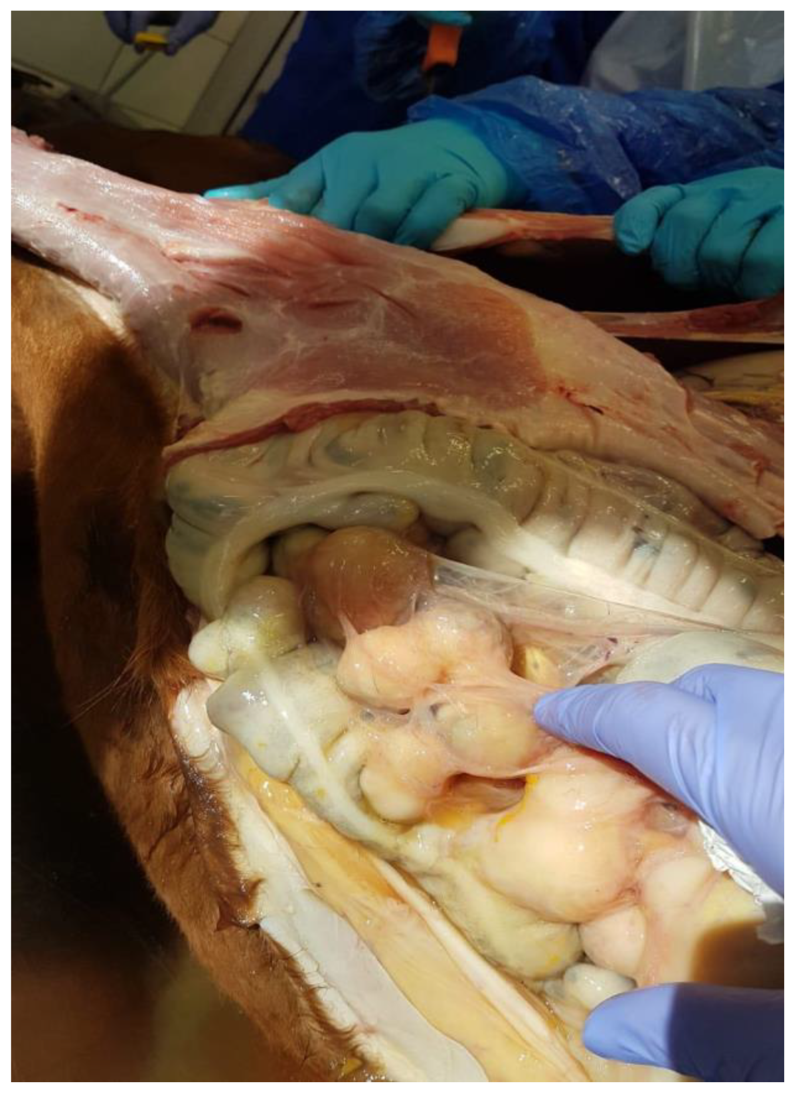 Preprints 144488 g009