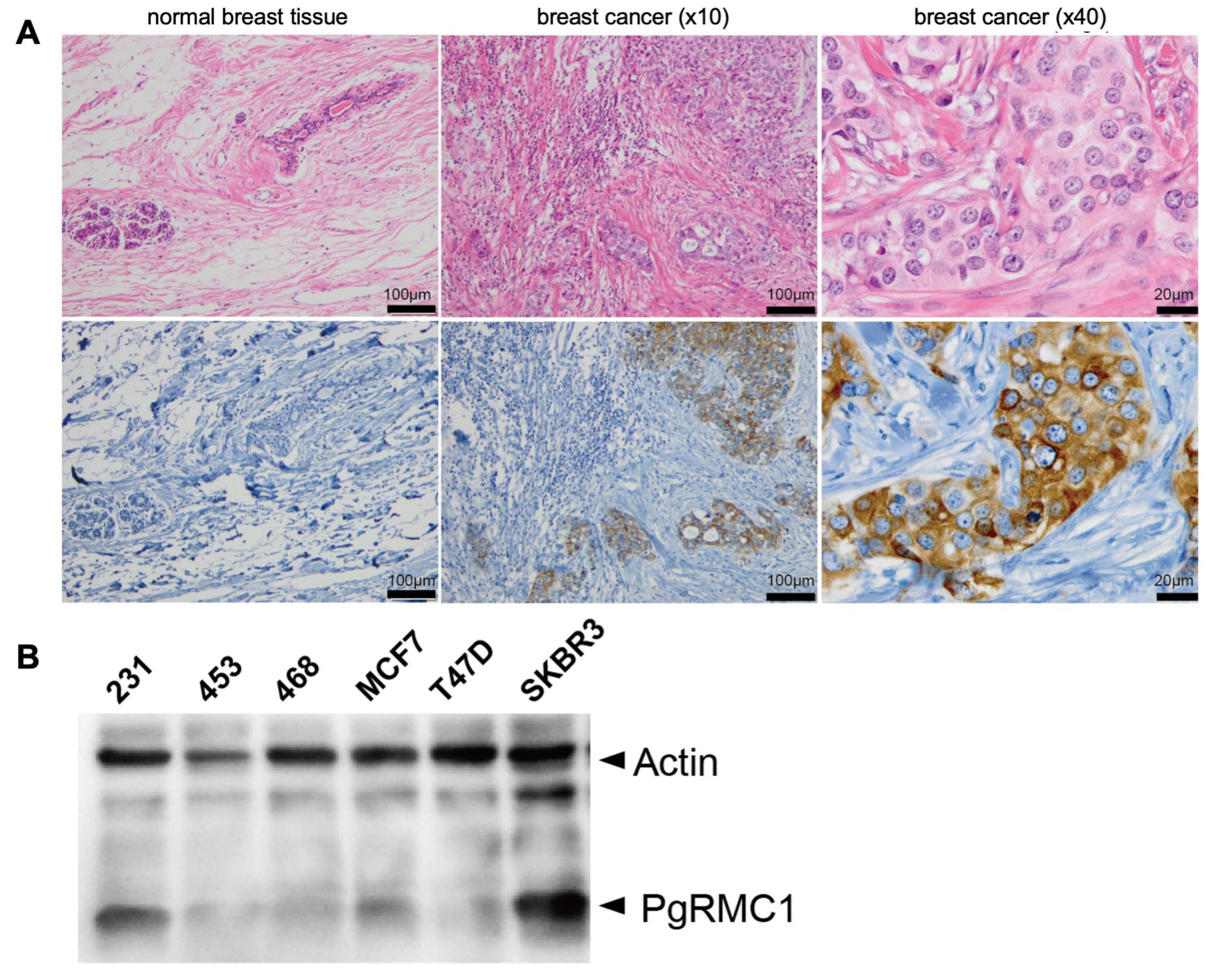 Preprints 109062 g001
