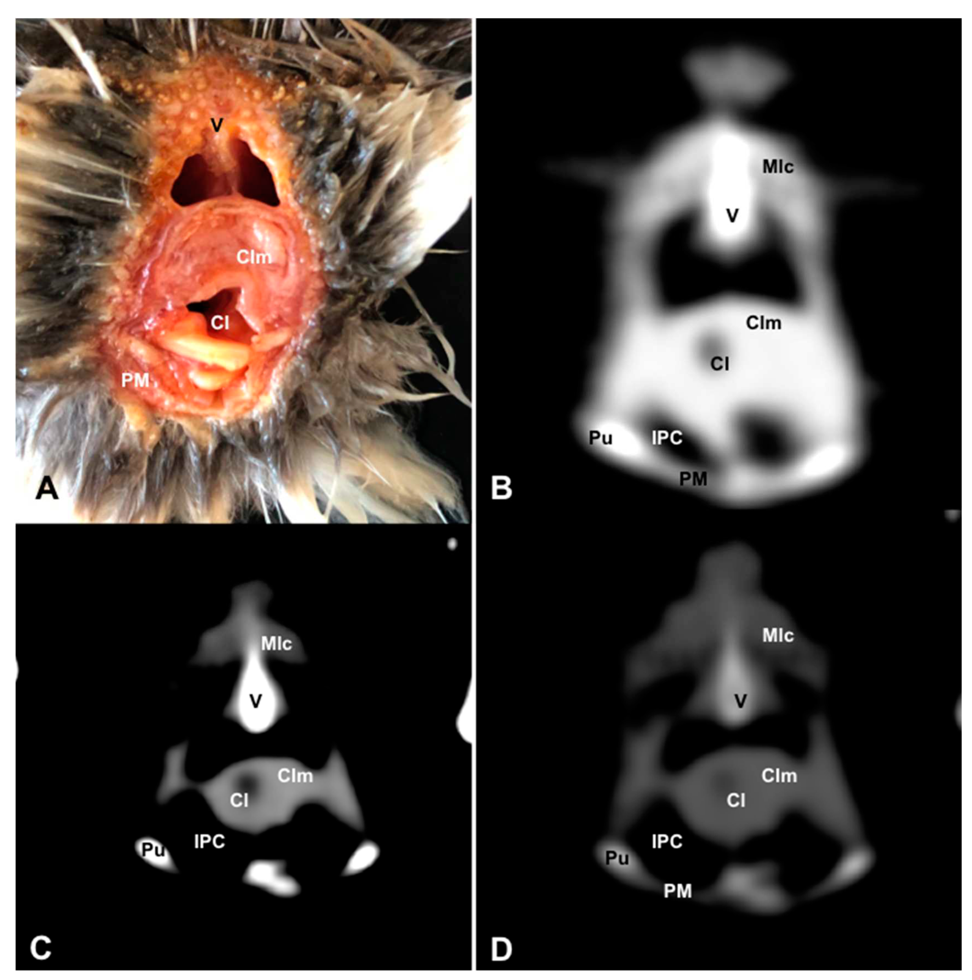Preprints 82222 g011