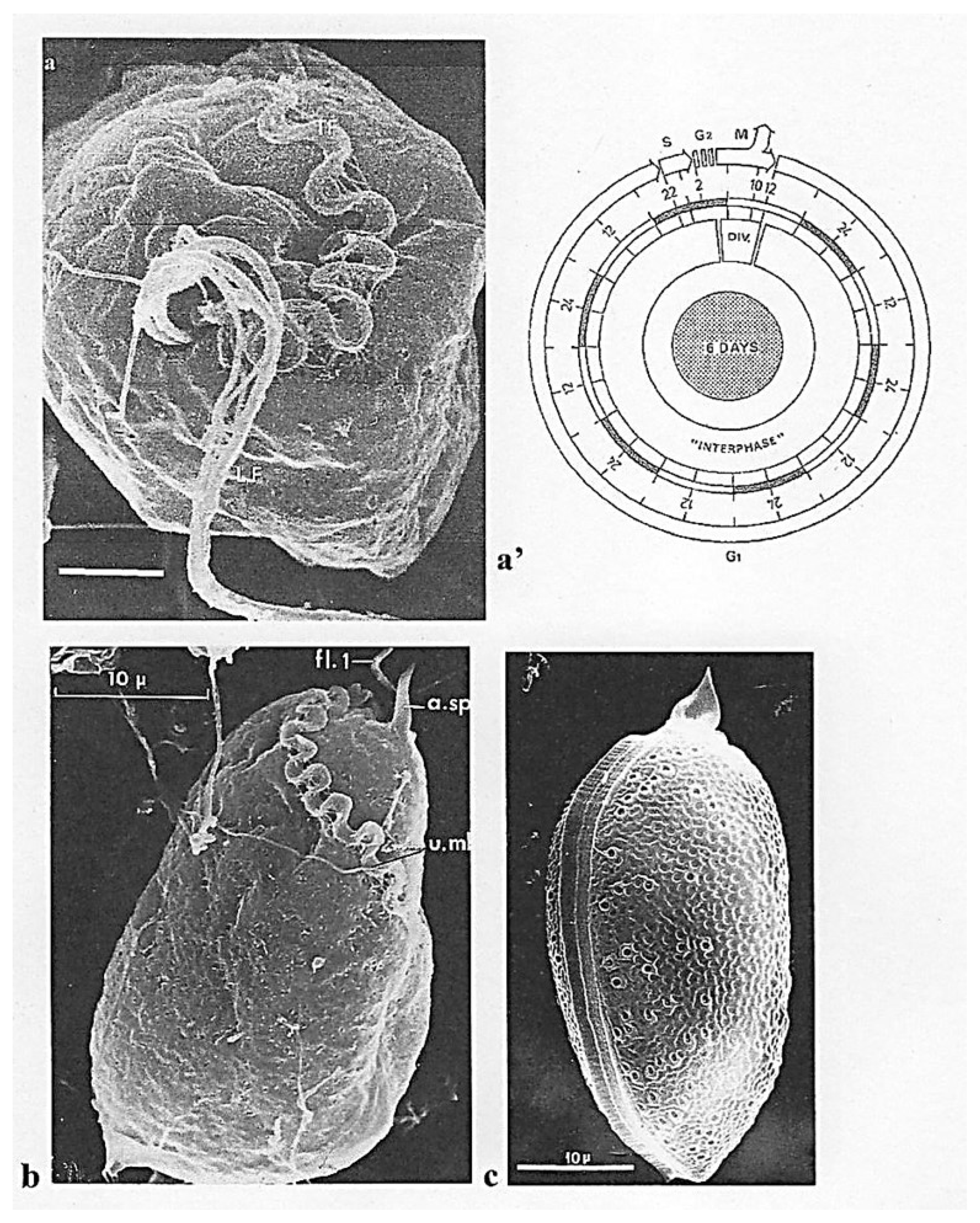 Preprints 153394 g001