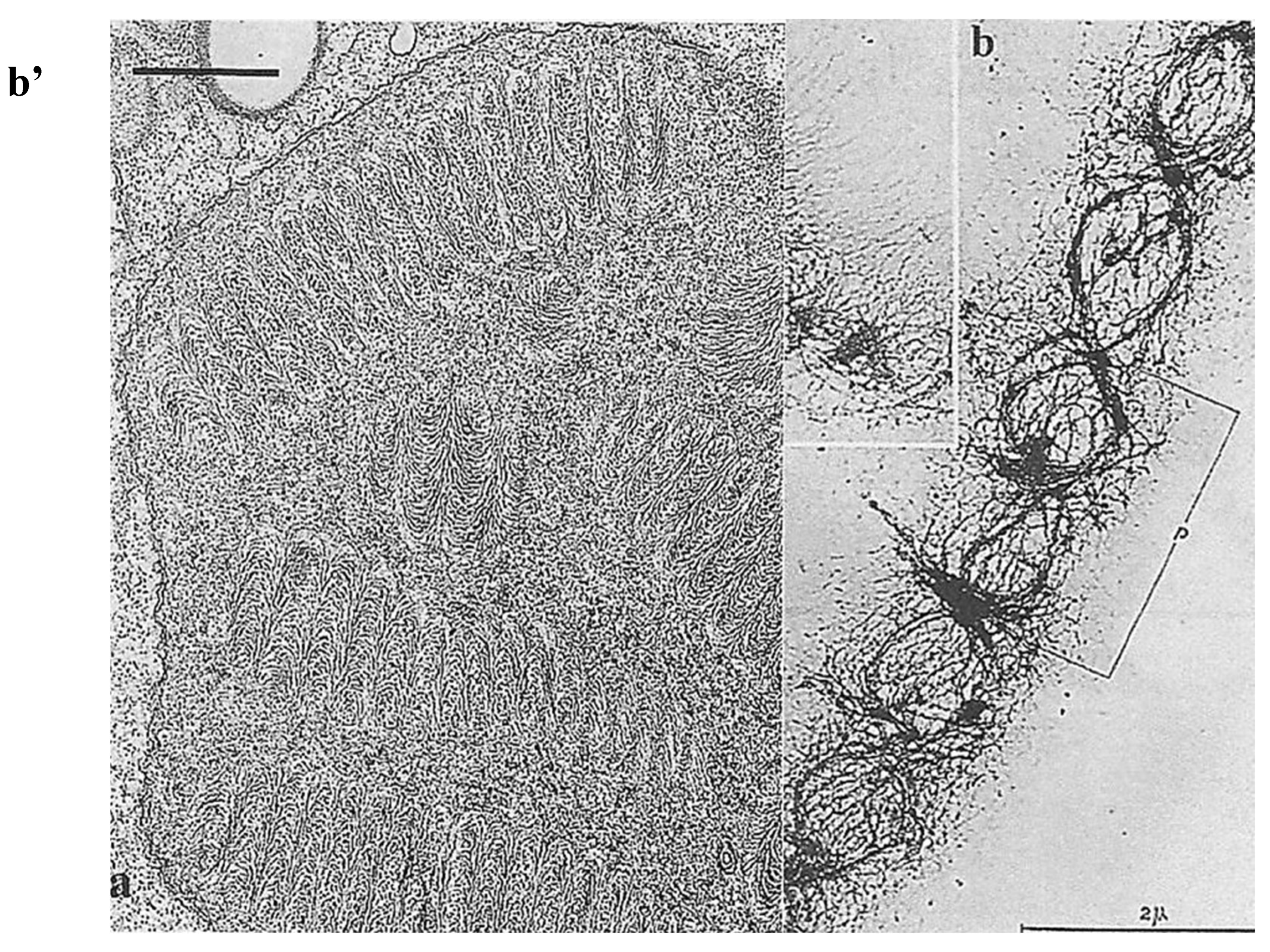 Preprints 153394 g002a