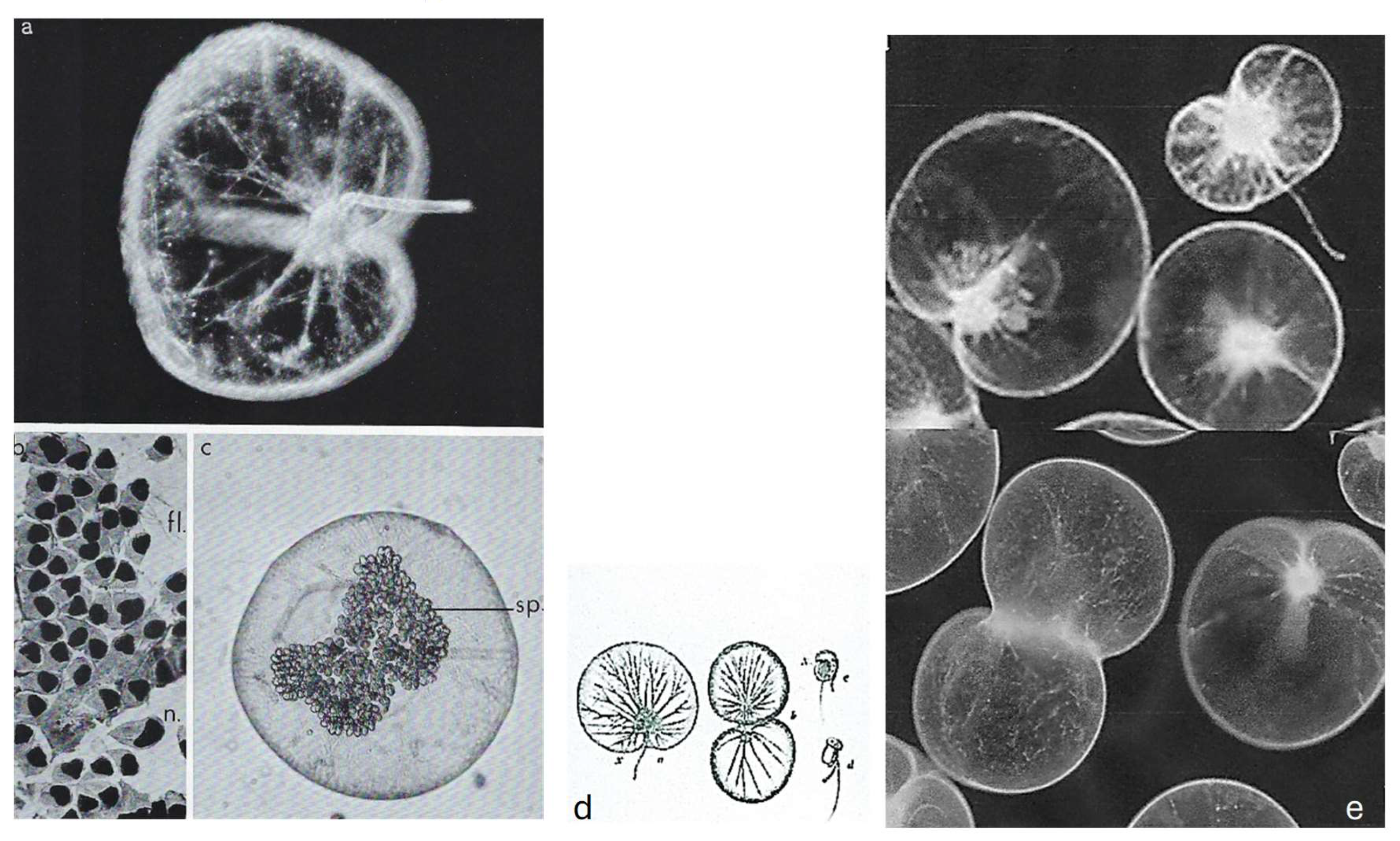 Preprints 153394 g006