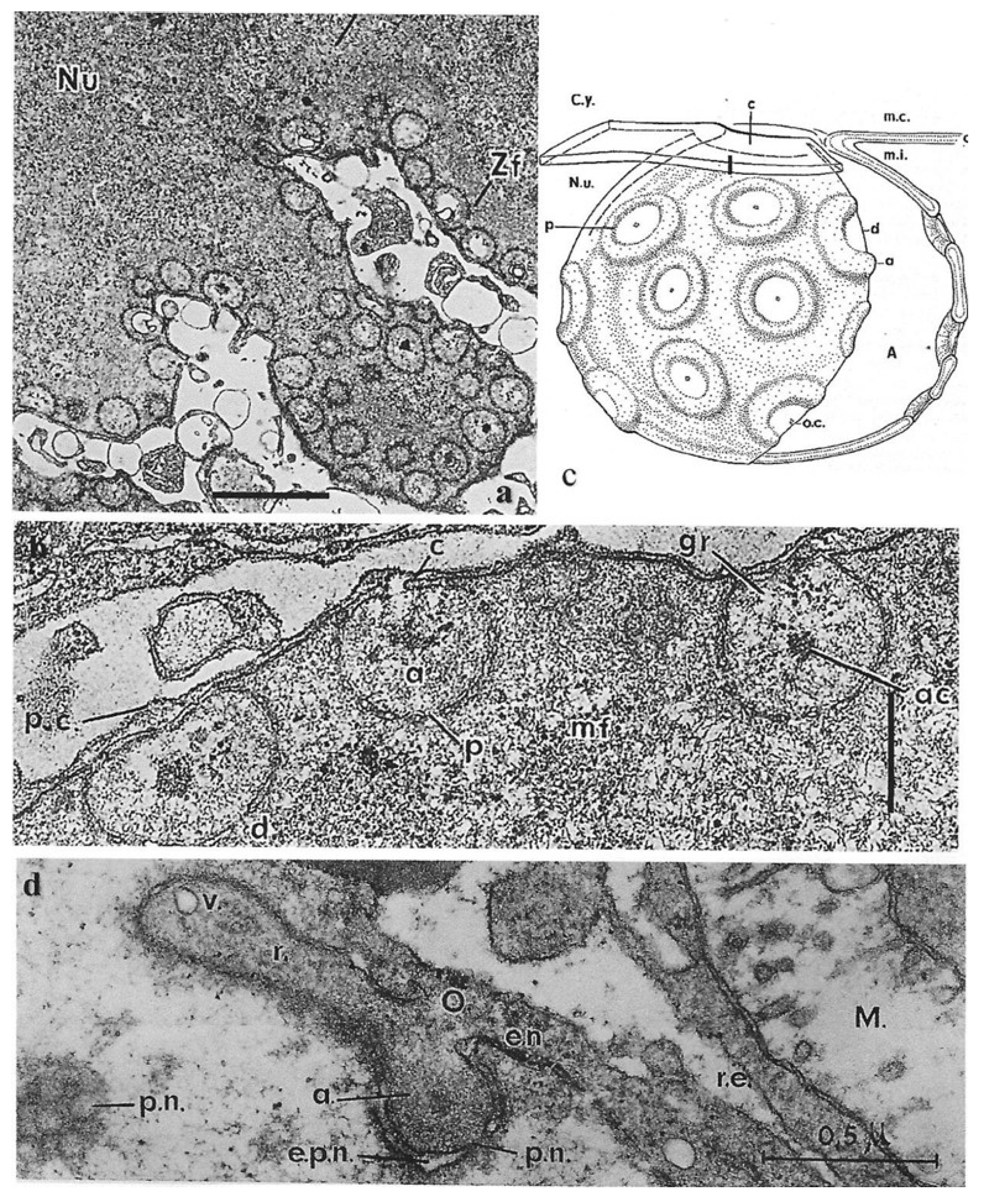 Preprints 153394 g007