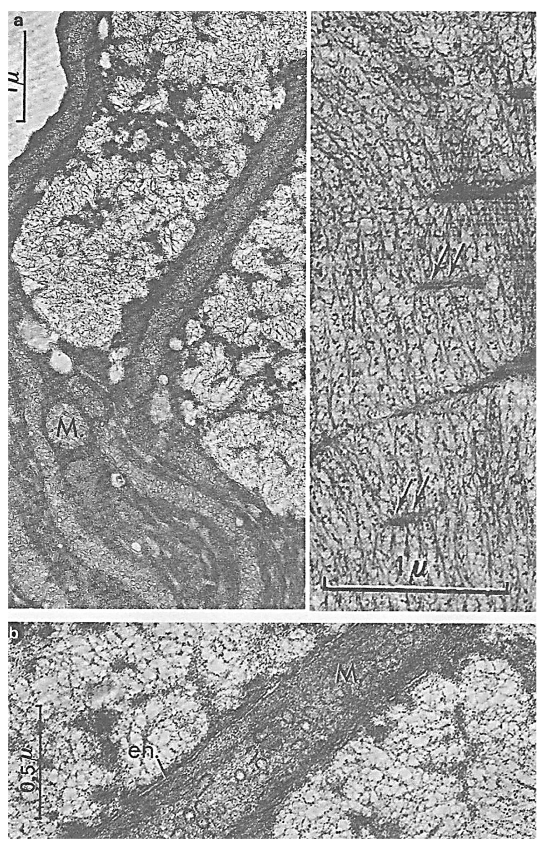 Preprints 153394 g008