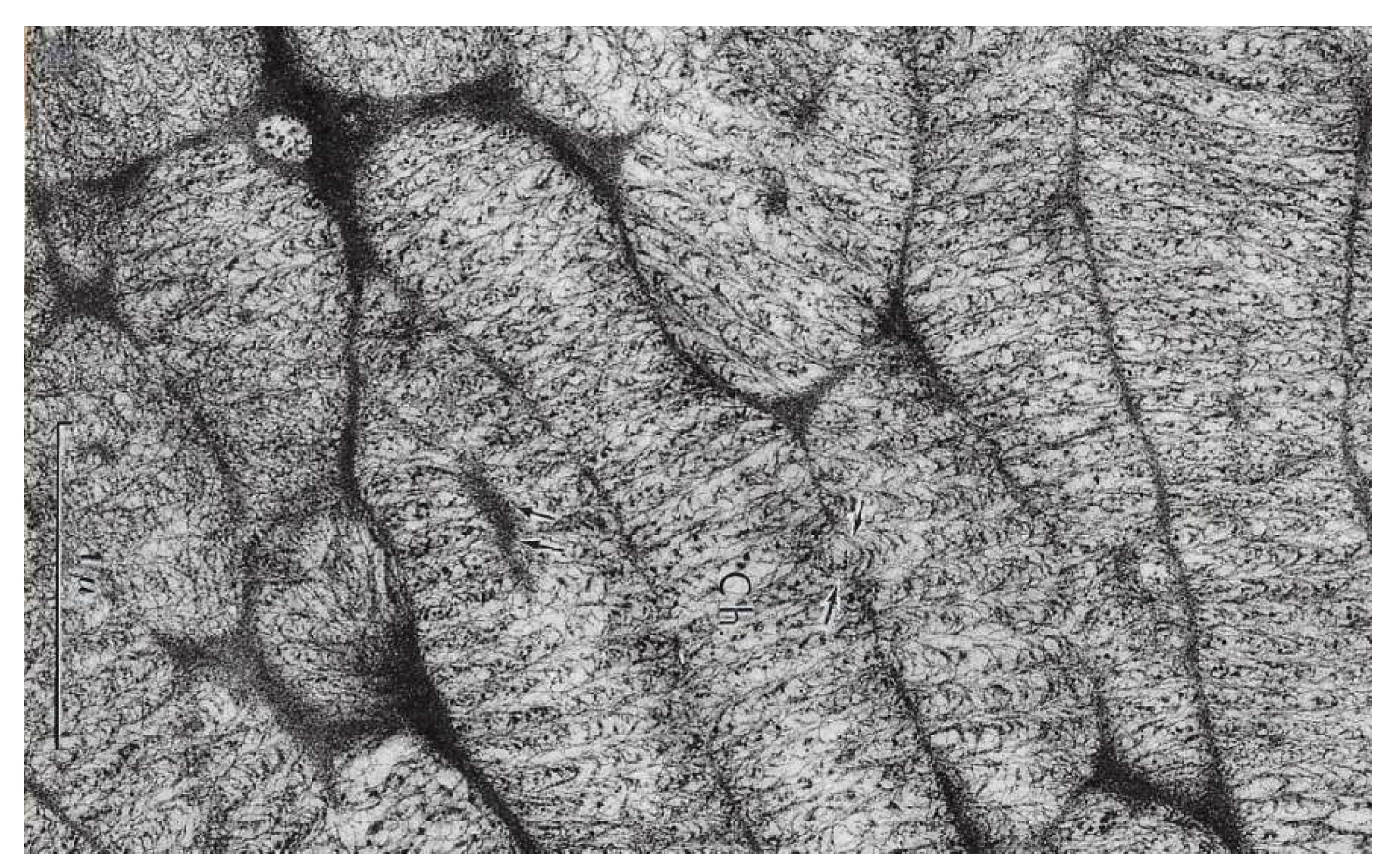 Preprints 153394 g009