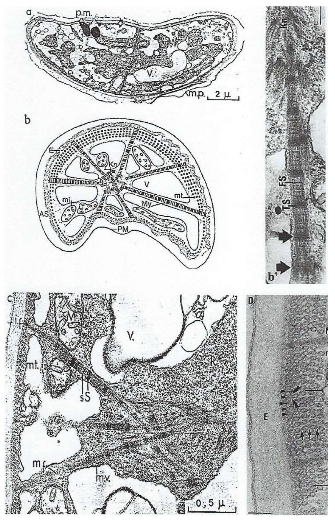 Preprints 153394 g011