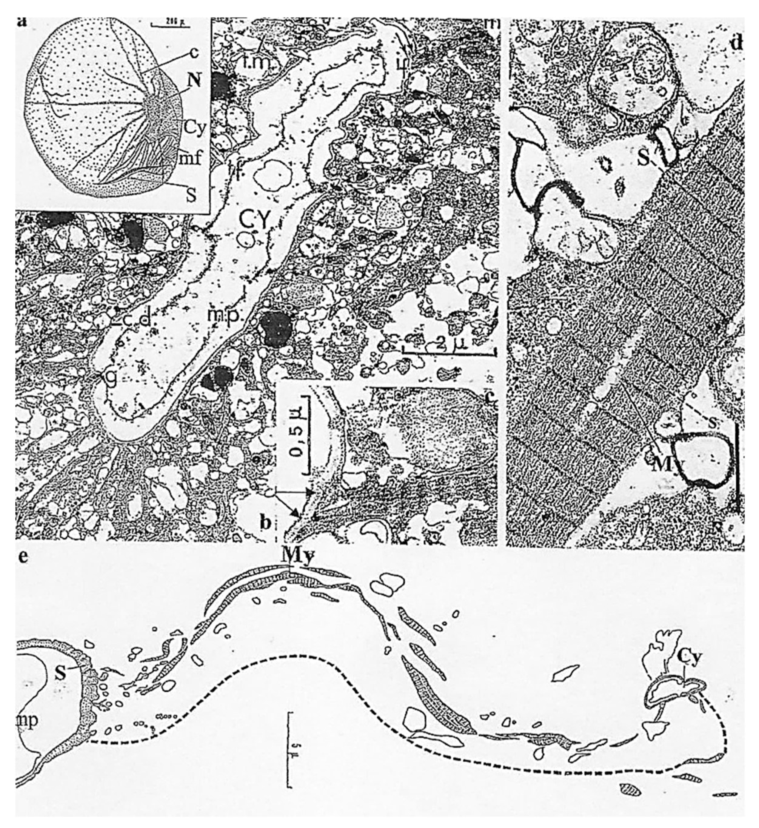 Preprints 153394 g012