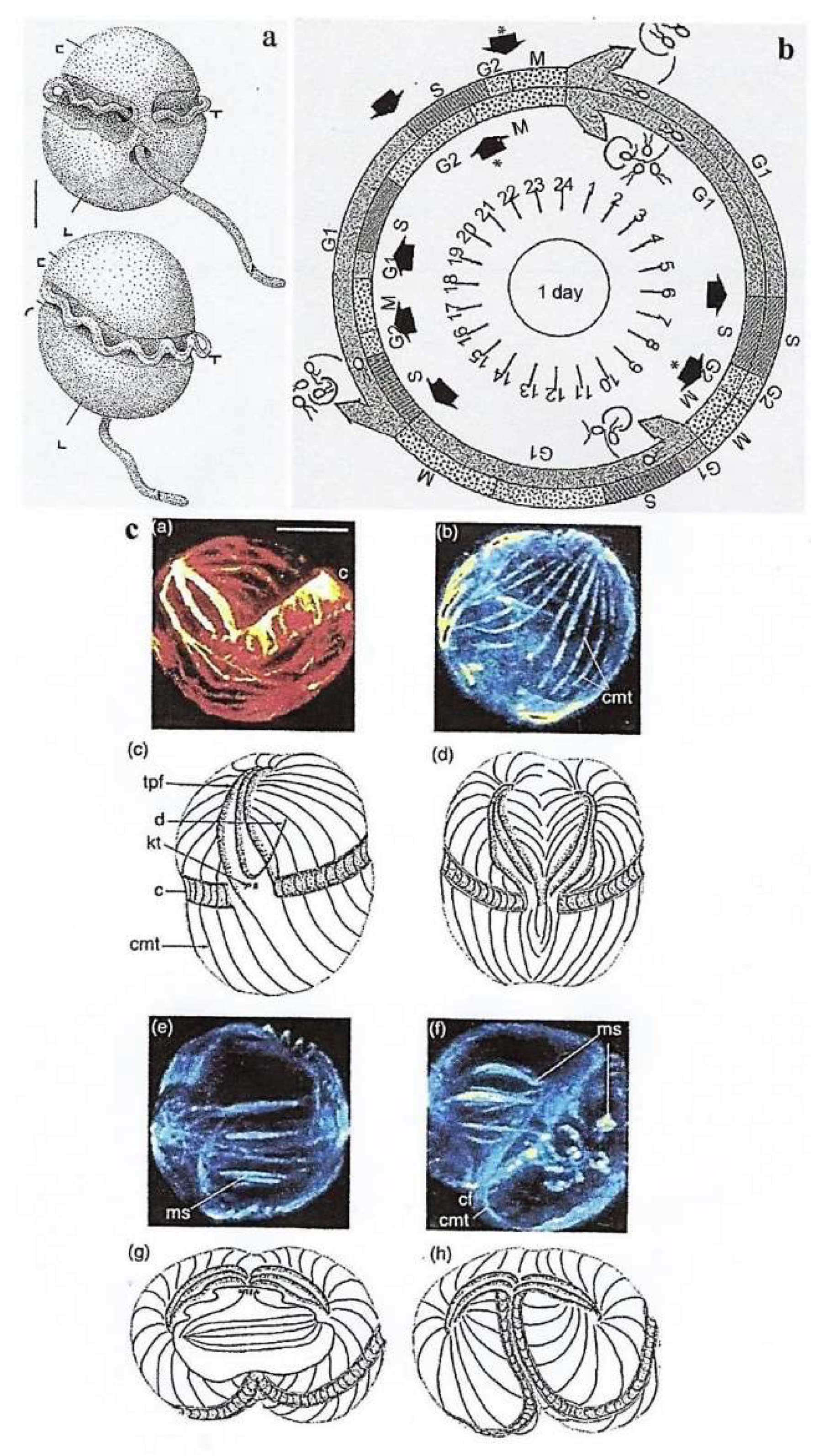 Preprints 153394 g014