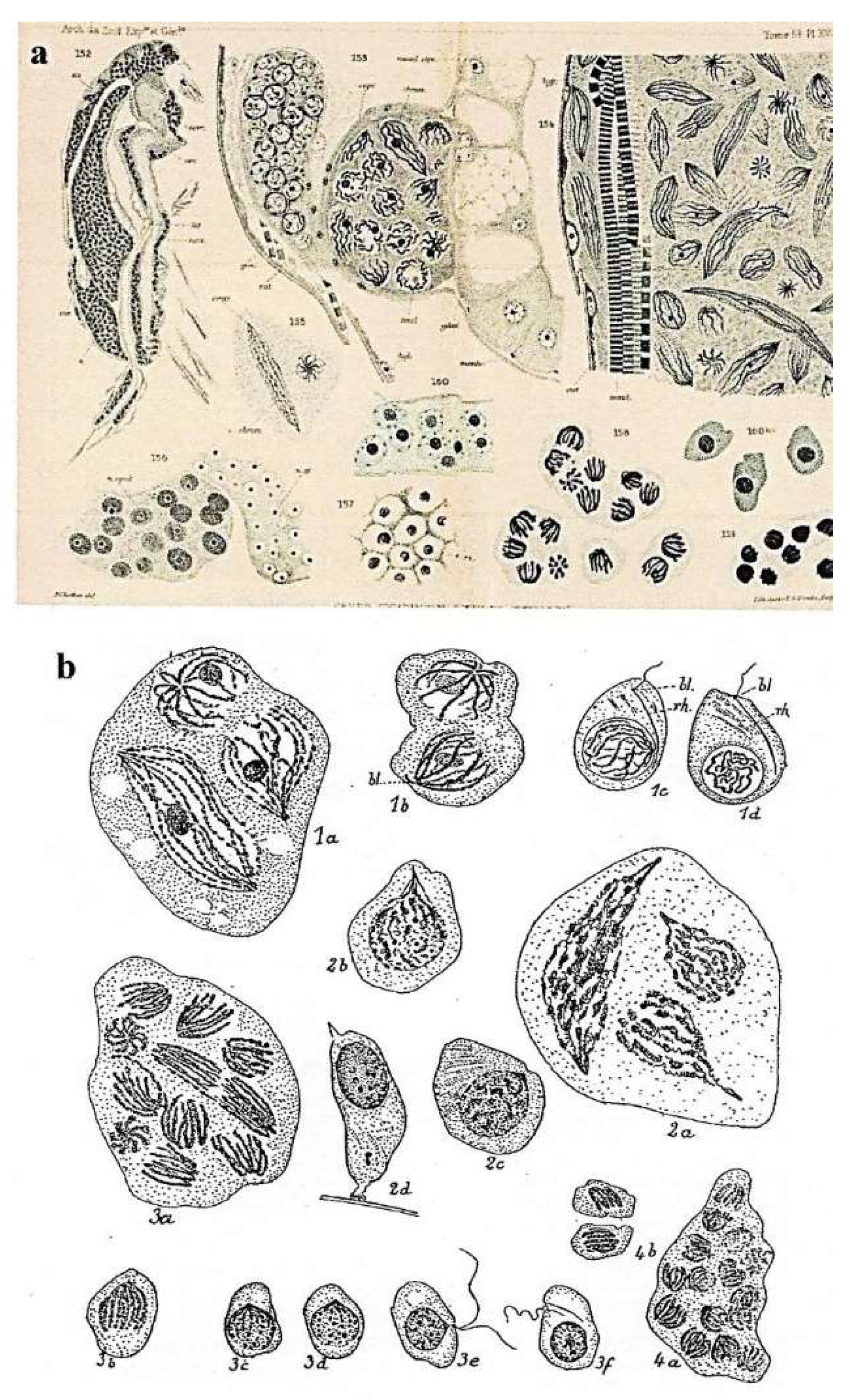 Preprints 153394 g015