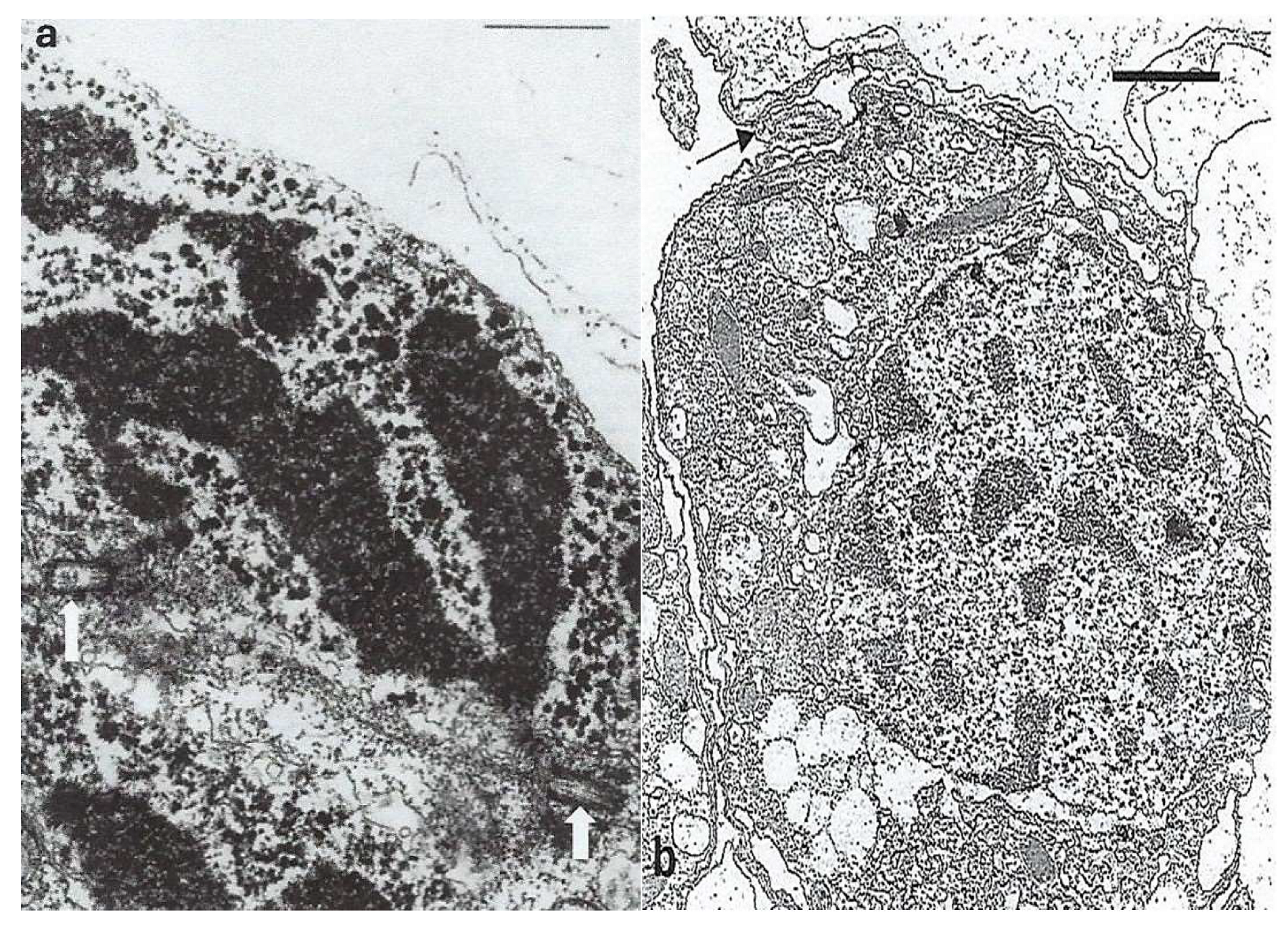 Preprints 153394 g016