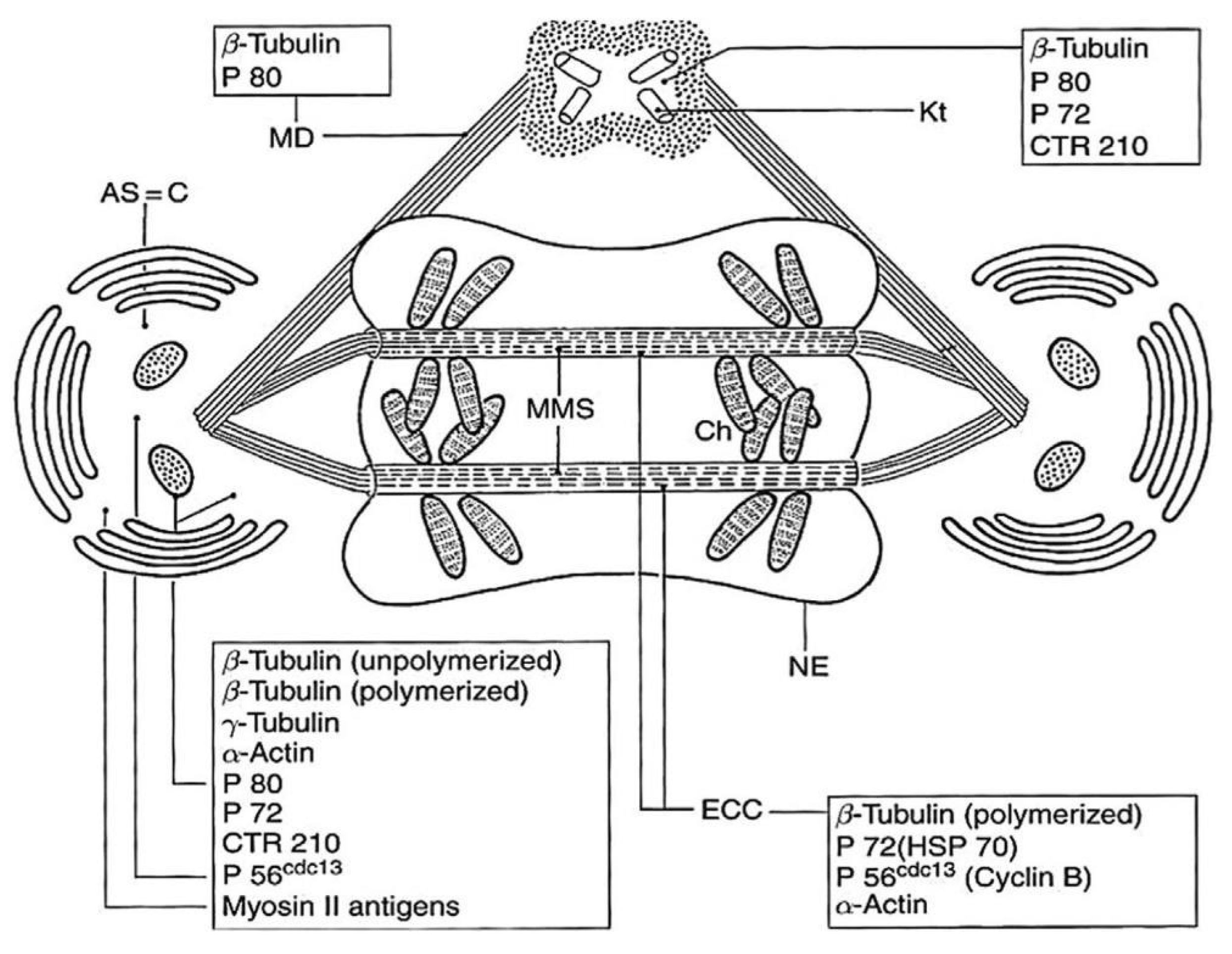 Preprints 153394 g017