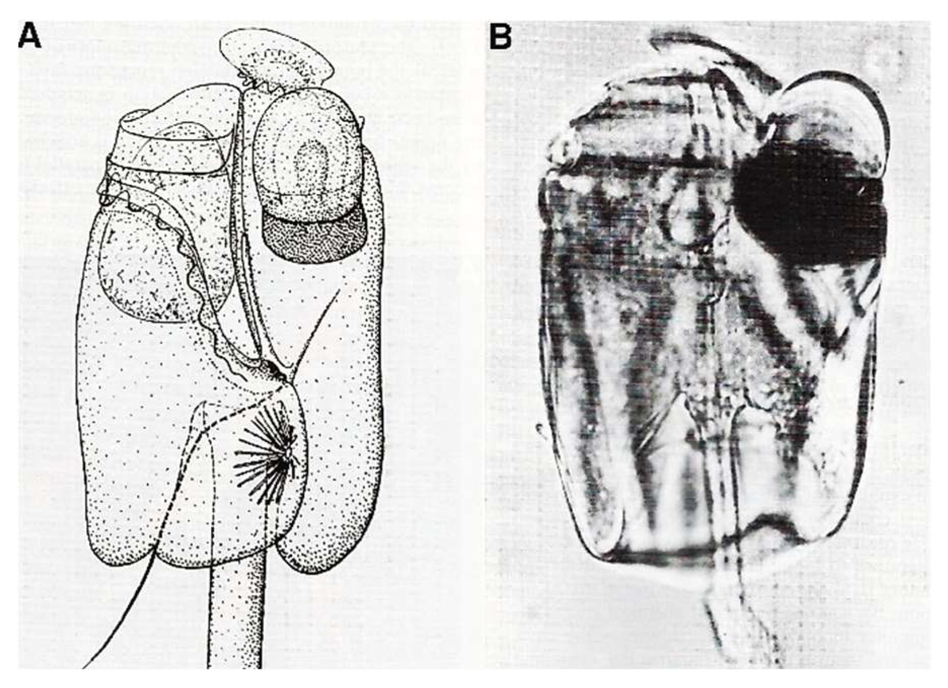 Preprints 153394 g020