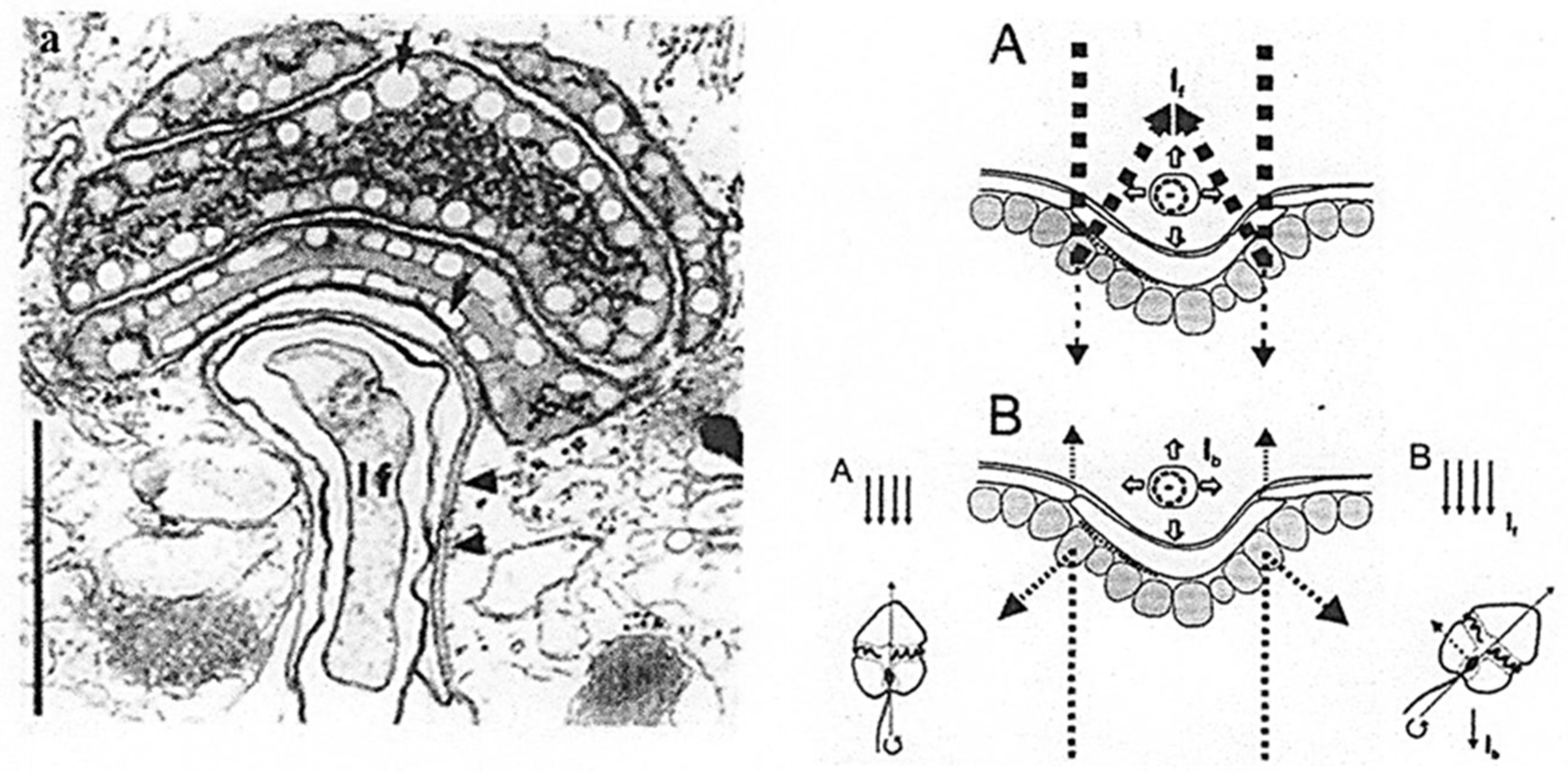 Preprints 153394 g021