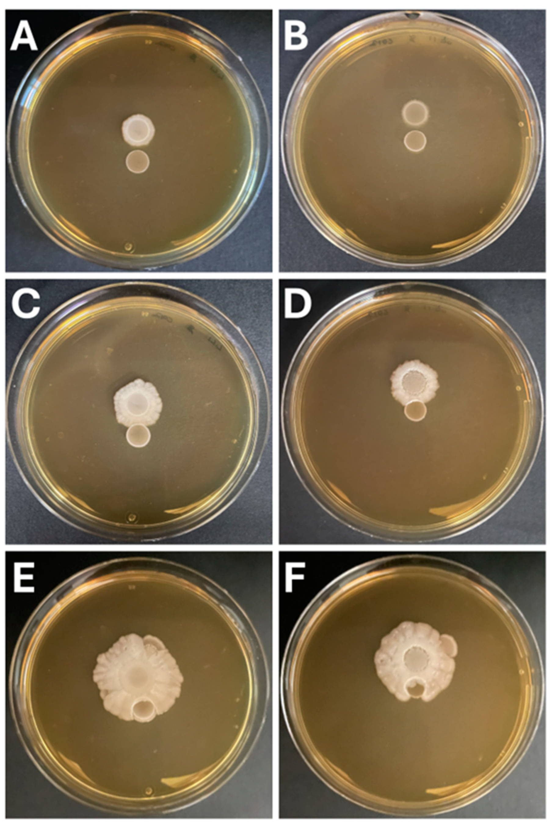 Preprints 193229 g006