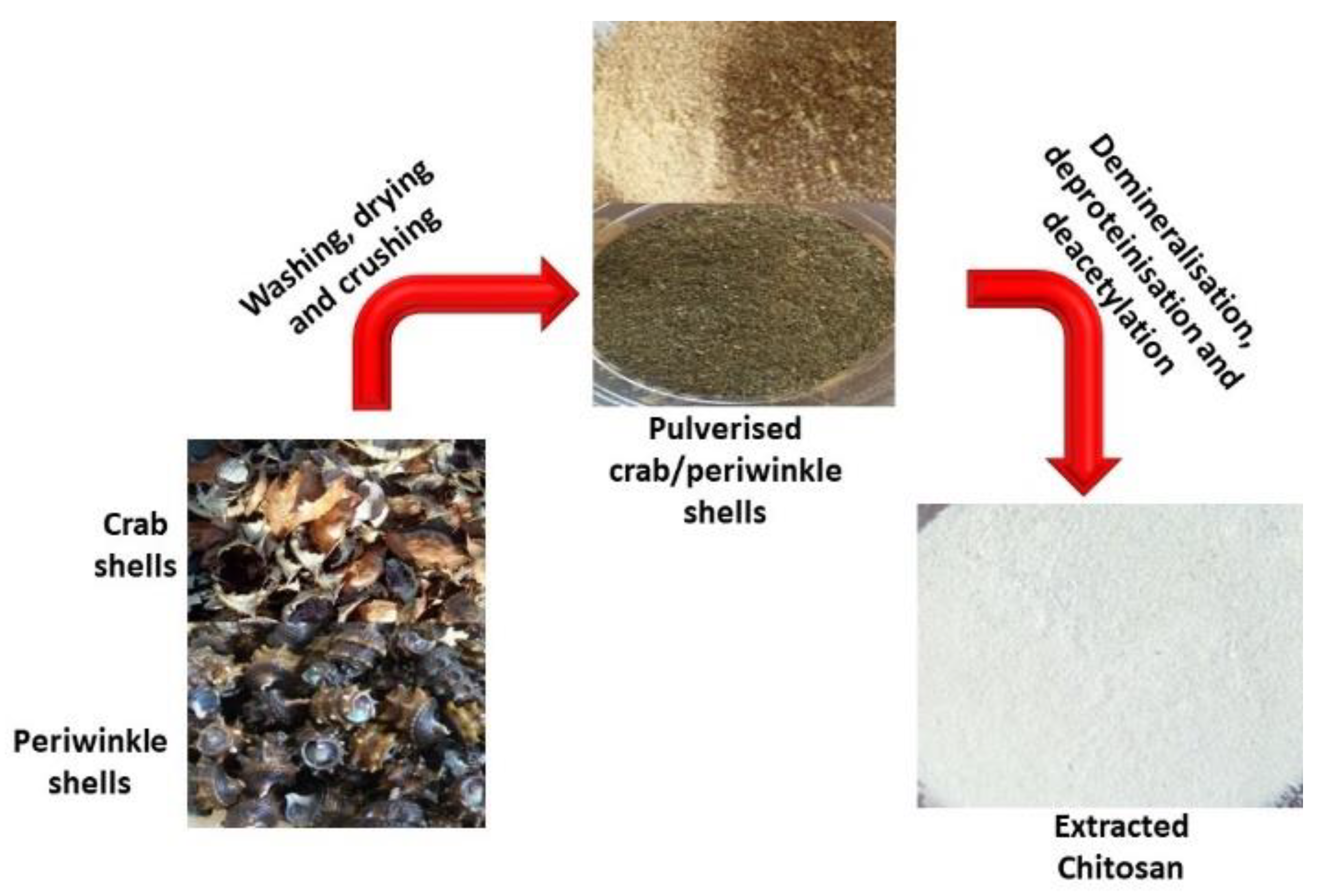 Shellfish Extraction Sustainable Bioplastic Development from Shellfish Waste of Crab ...