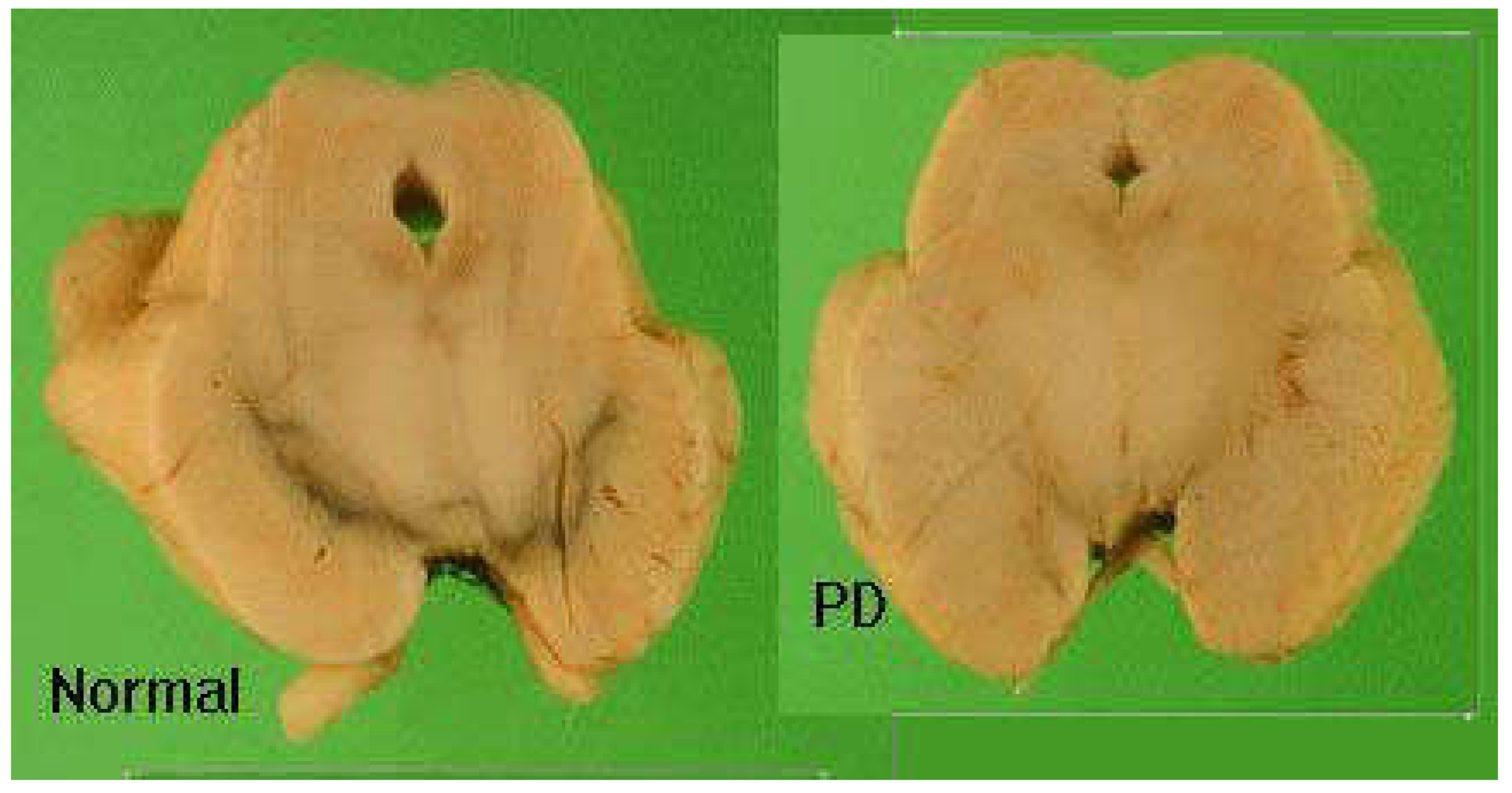 Preprints 105009 g001