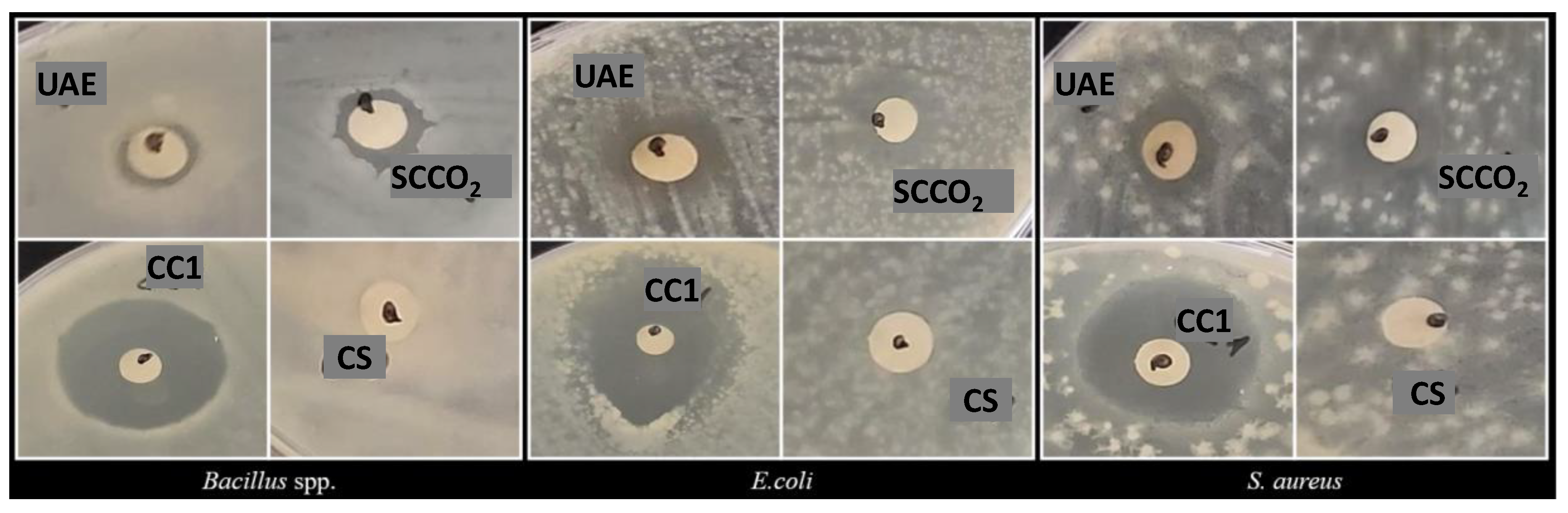 Preprints 141563 g002