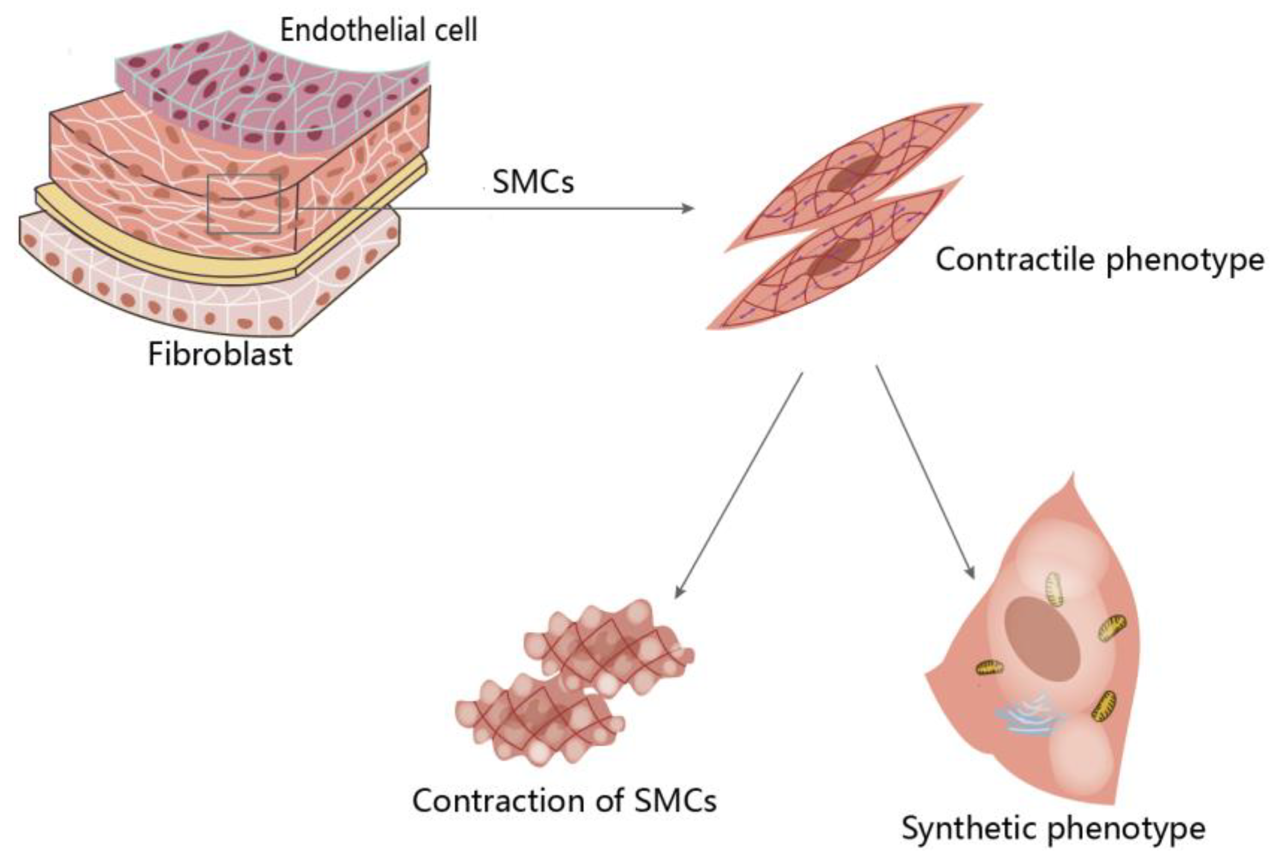 Preprints 149549 g001