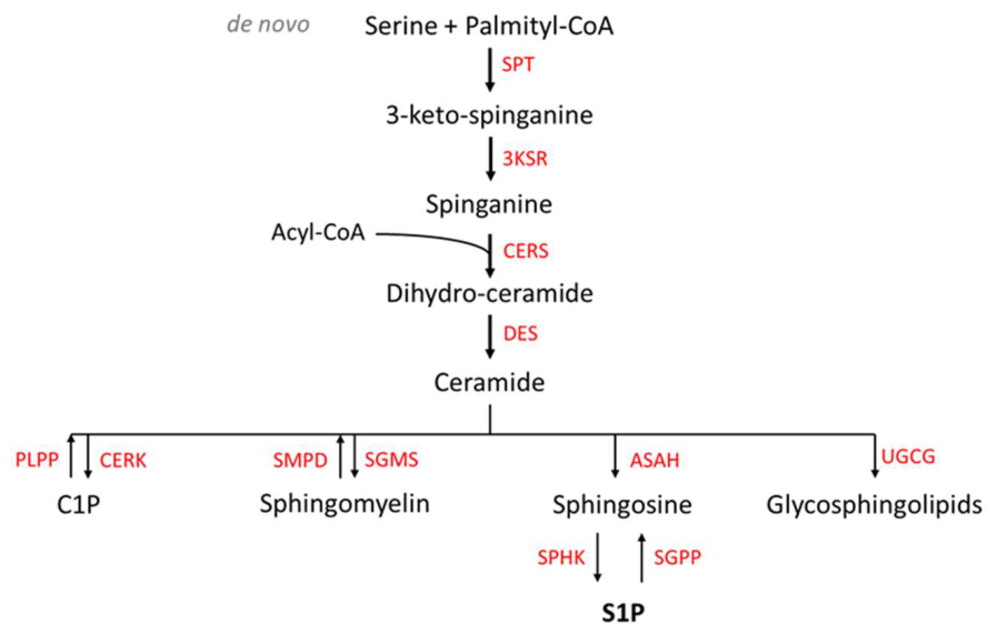 Preprints 216469 g001
