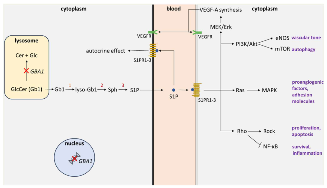 Preprints 216469 g003
