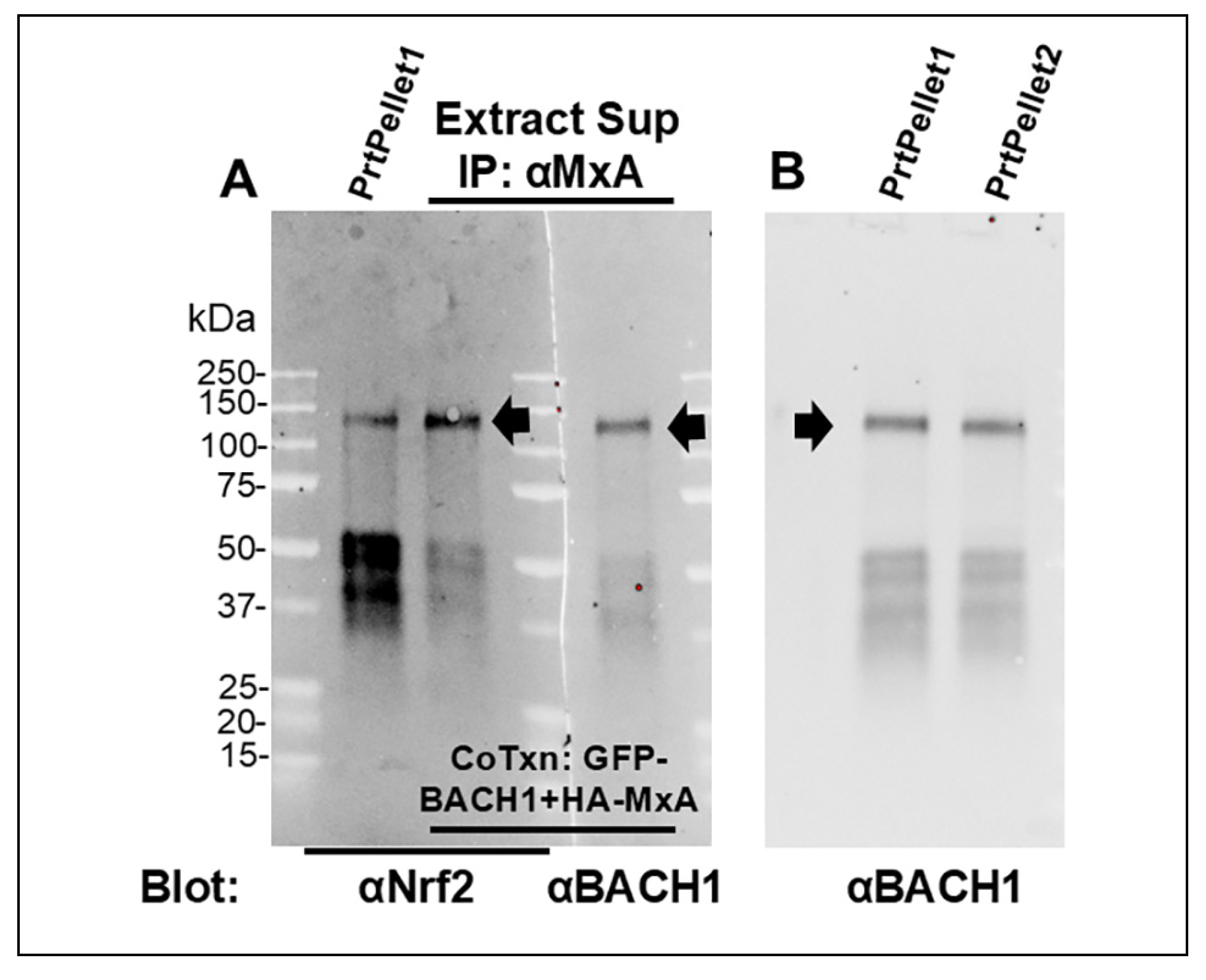 Preprints 212023 g007 Preprints 212023 g007