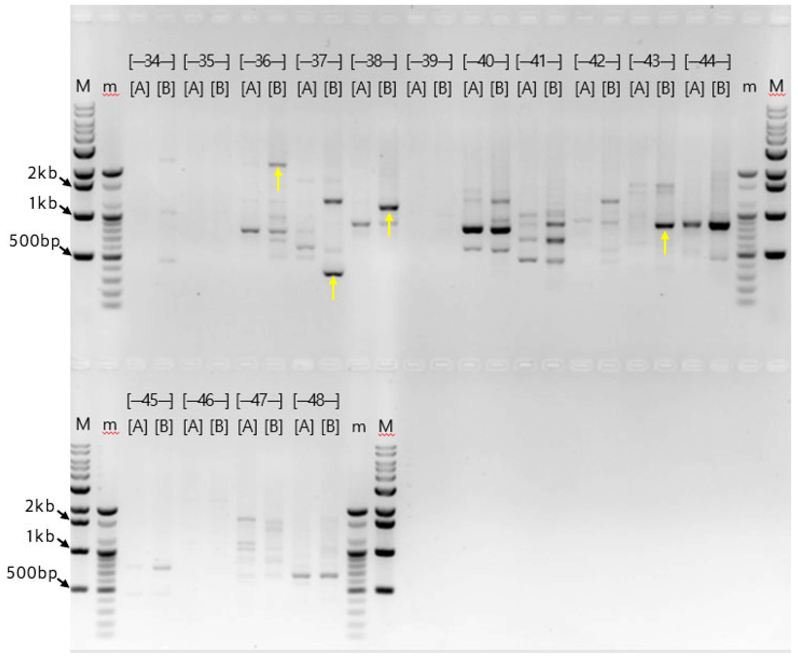 Preprints 195585 g003