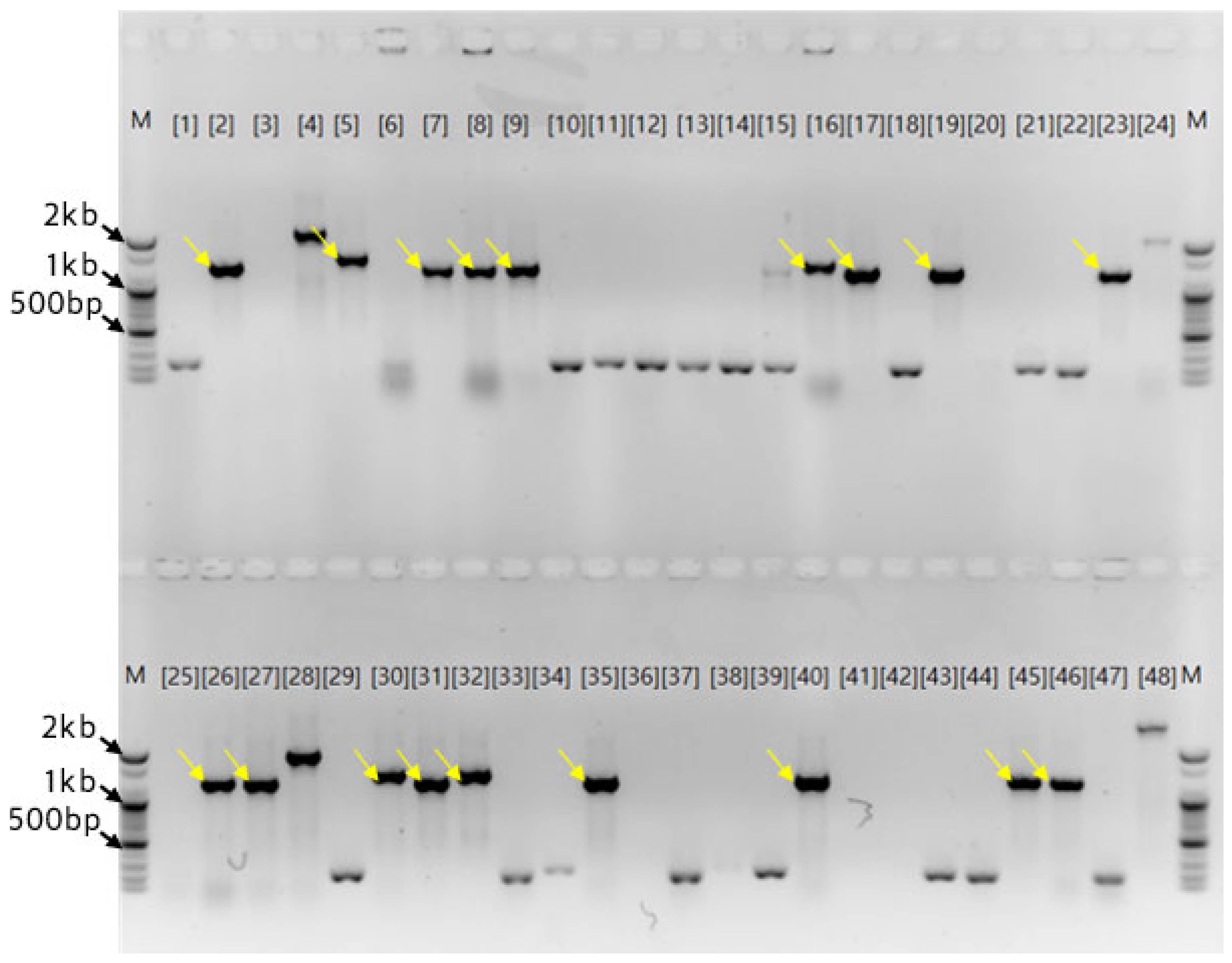 Preprints 195585 g005