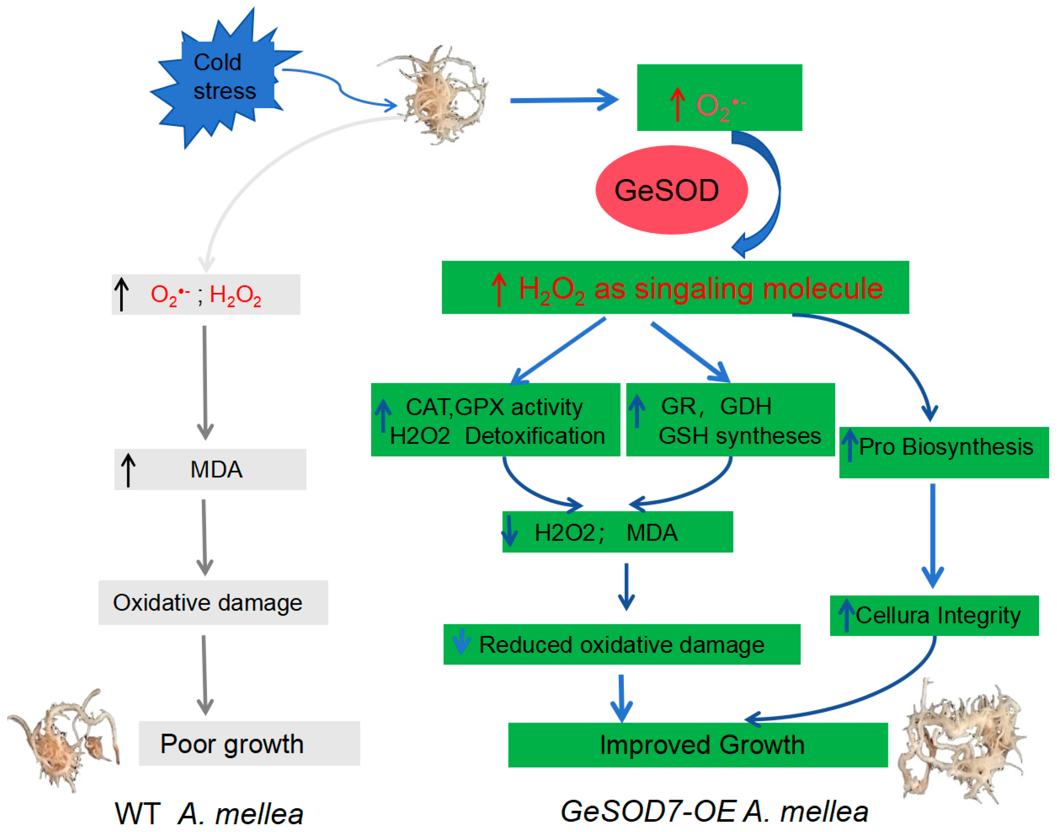 Preprints 194665 g008