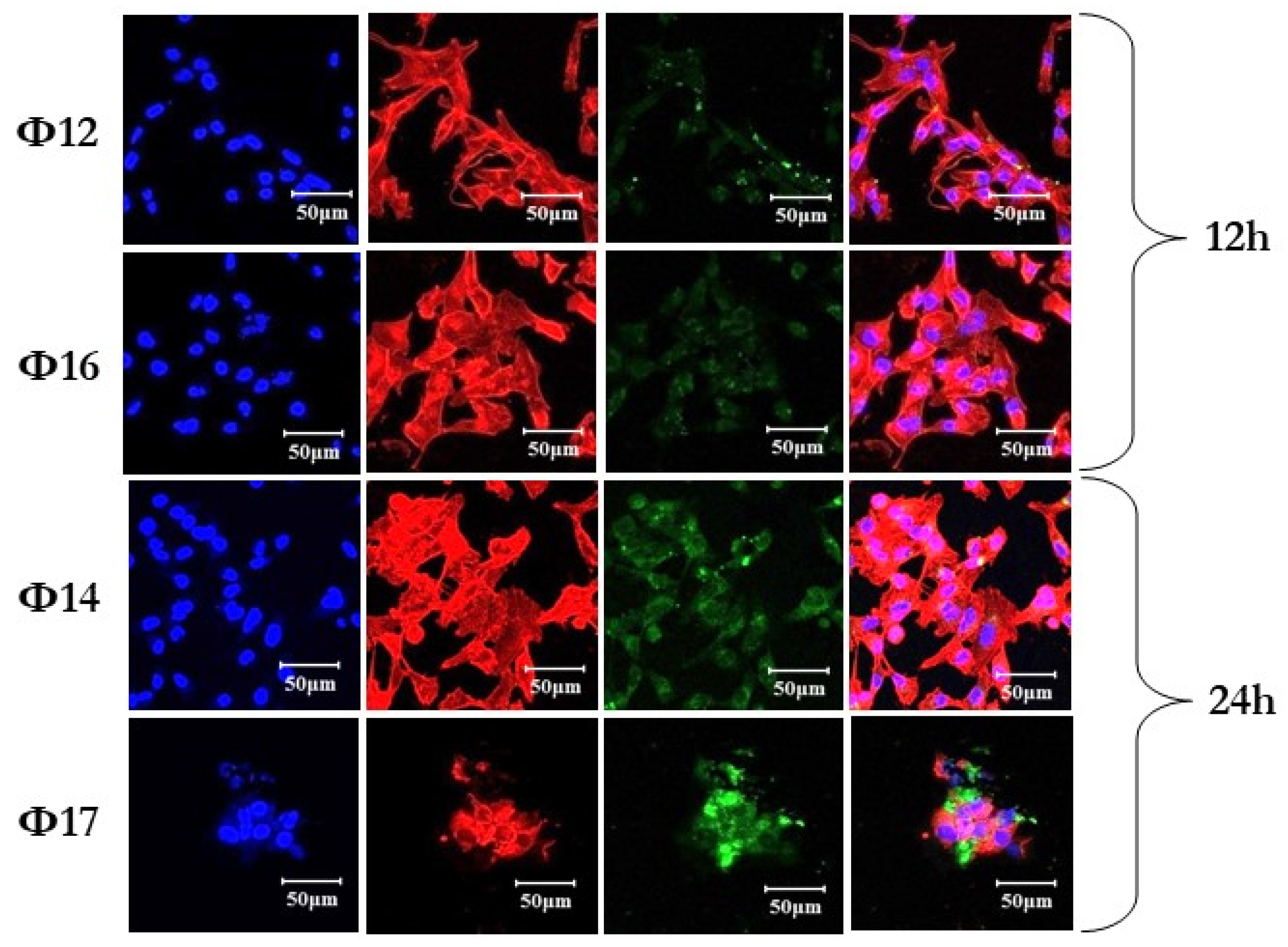 Preprints 142478 g006