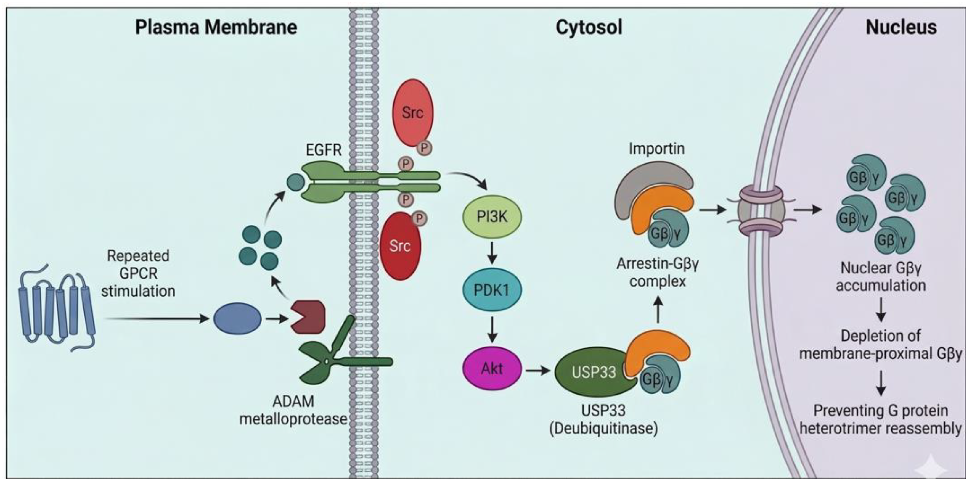 ghk-cu mechanism of action receptor desensitization Beyond Canonical GPCR Desensitization: Integrating Arrestin  Deubiquitination into a Two-Level Model[v1]