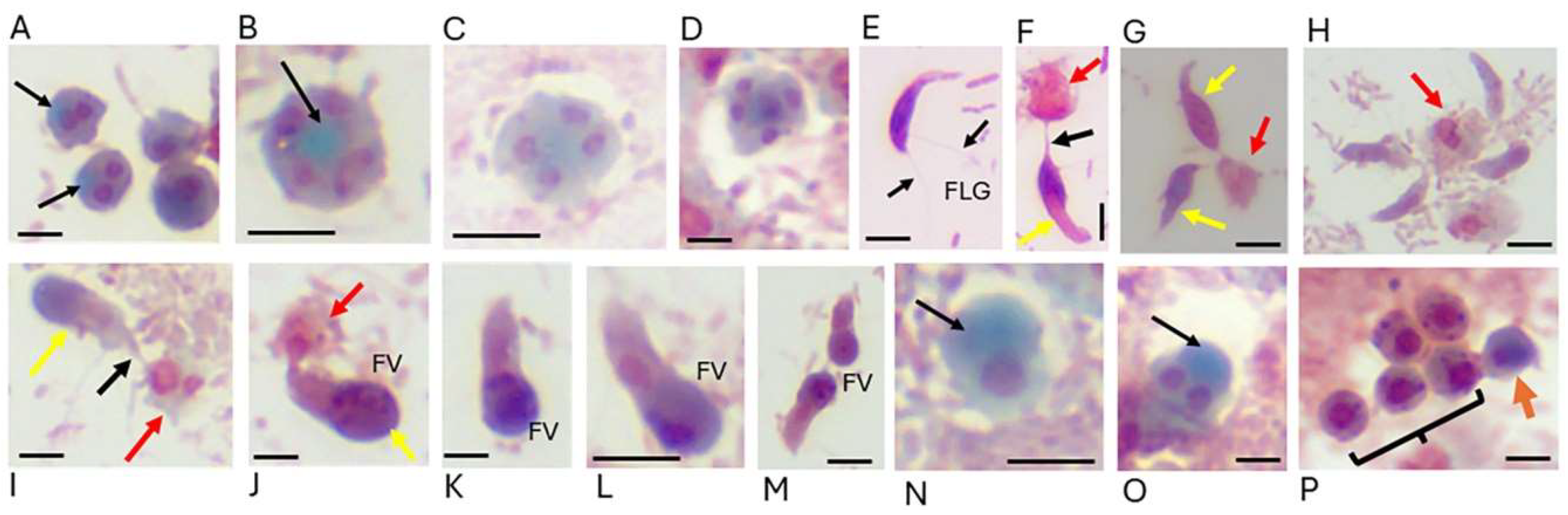 Preprints 151540 g002