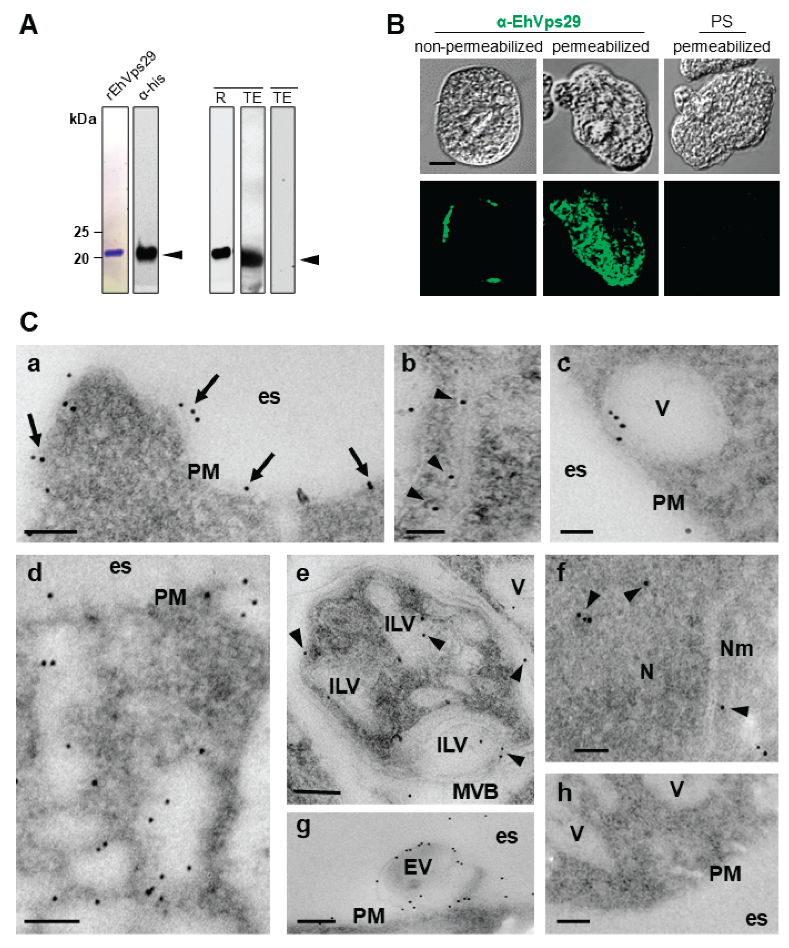 Preprints 203554 g001