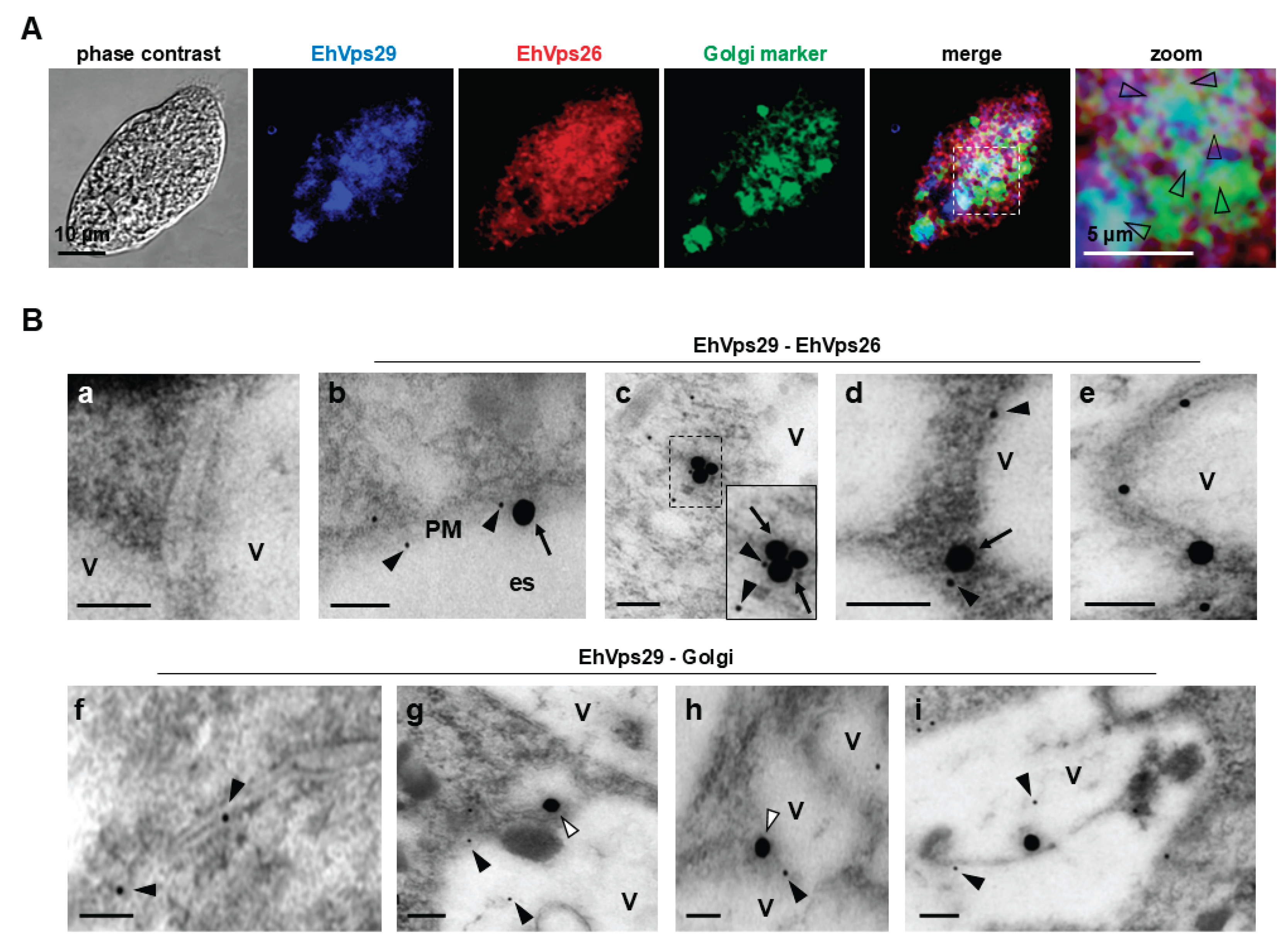 Preprints 203554 g002