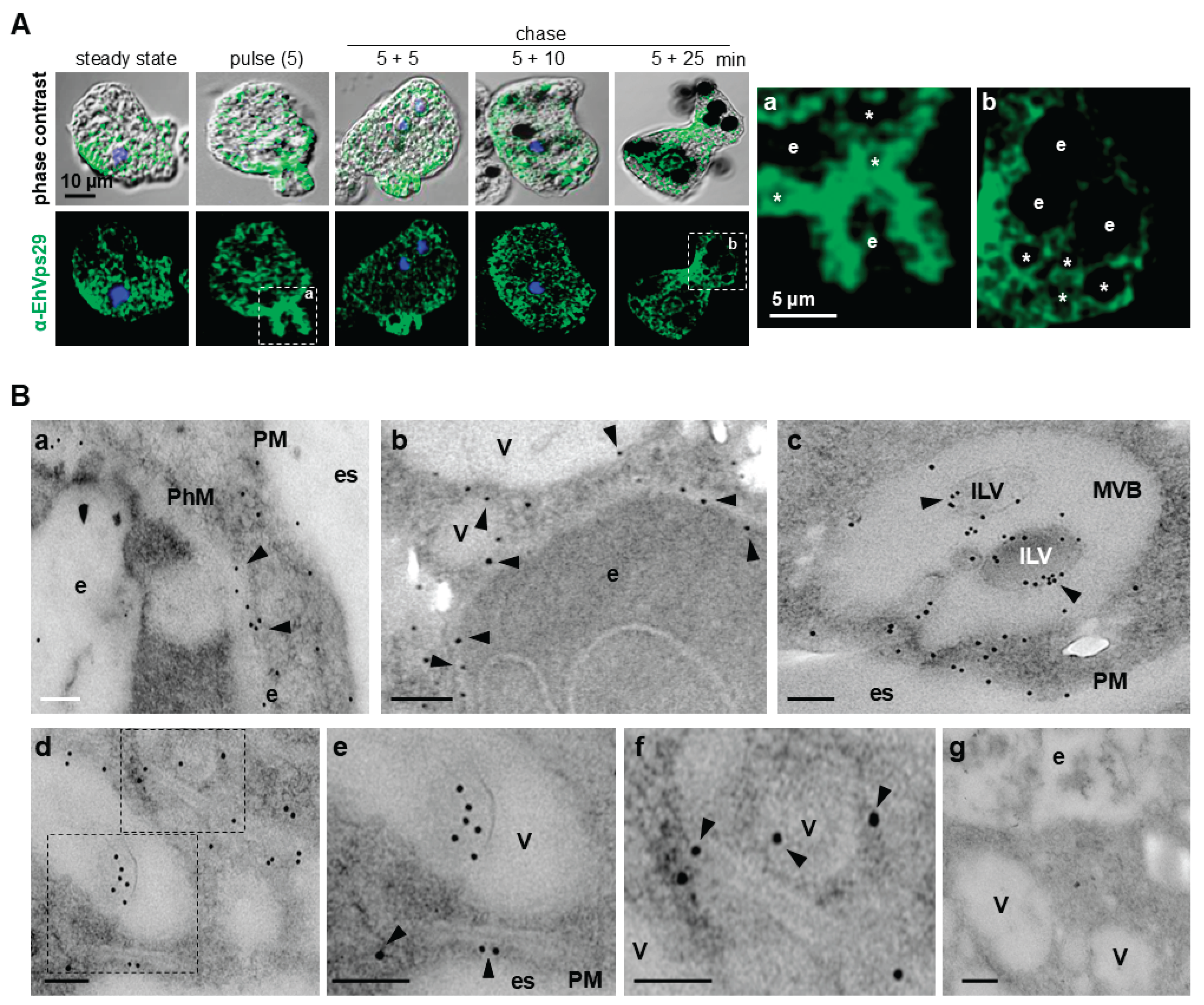 Preprints 203554 g003