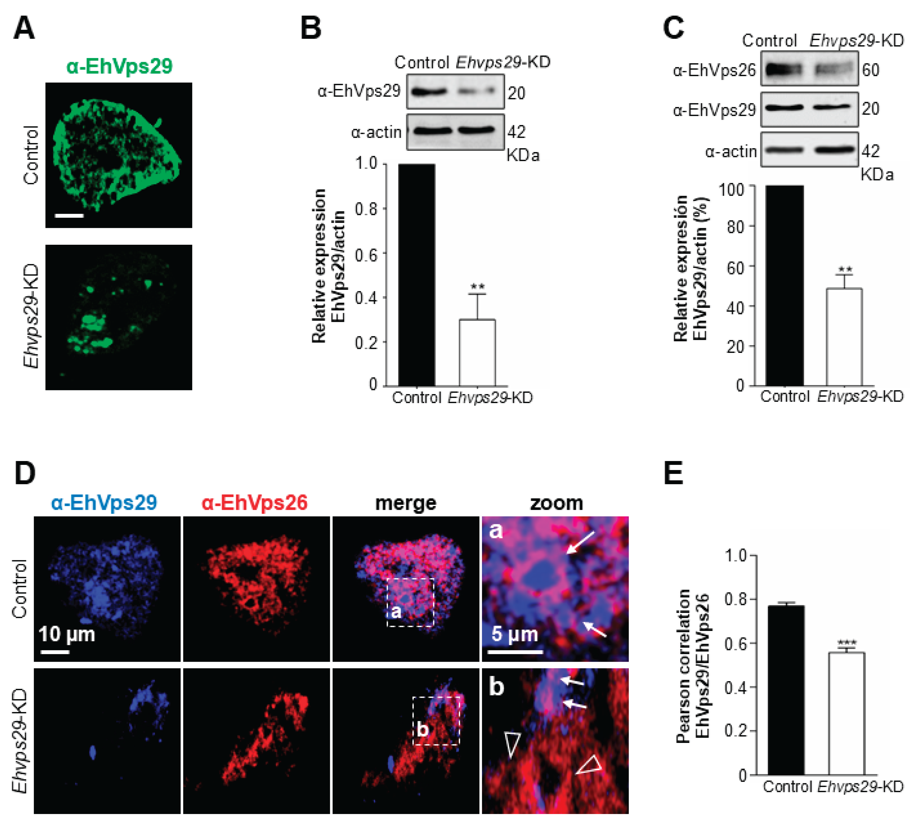 Preprints 203554 g006