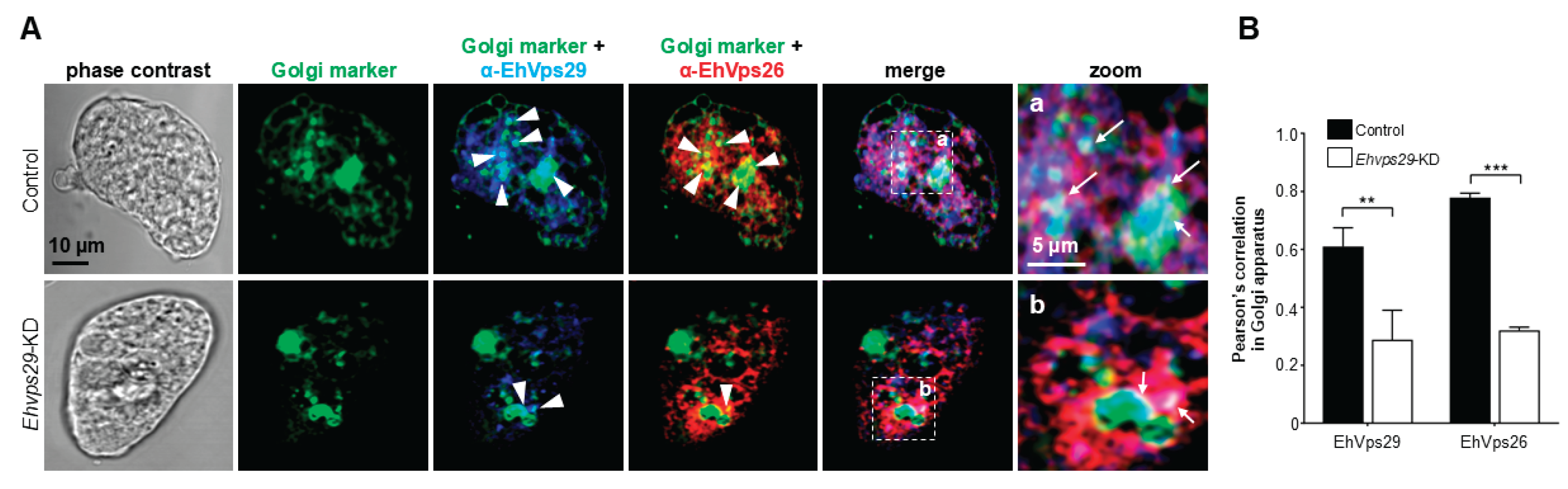 Preprints 203554 g007