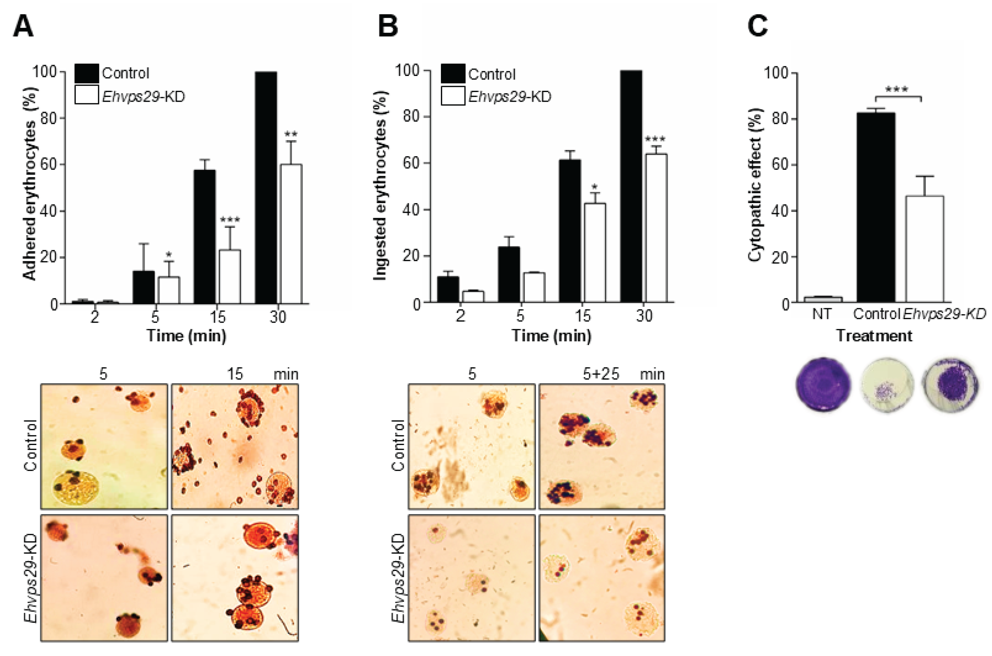 Preprints 203554 g008