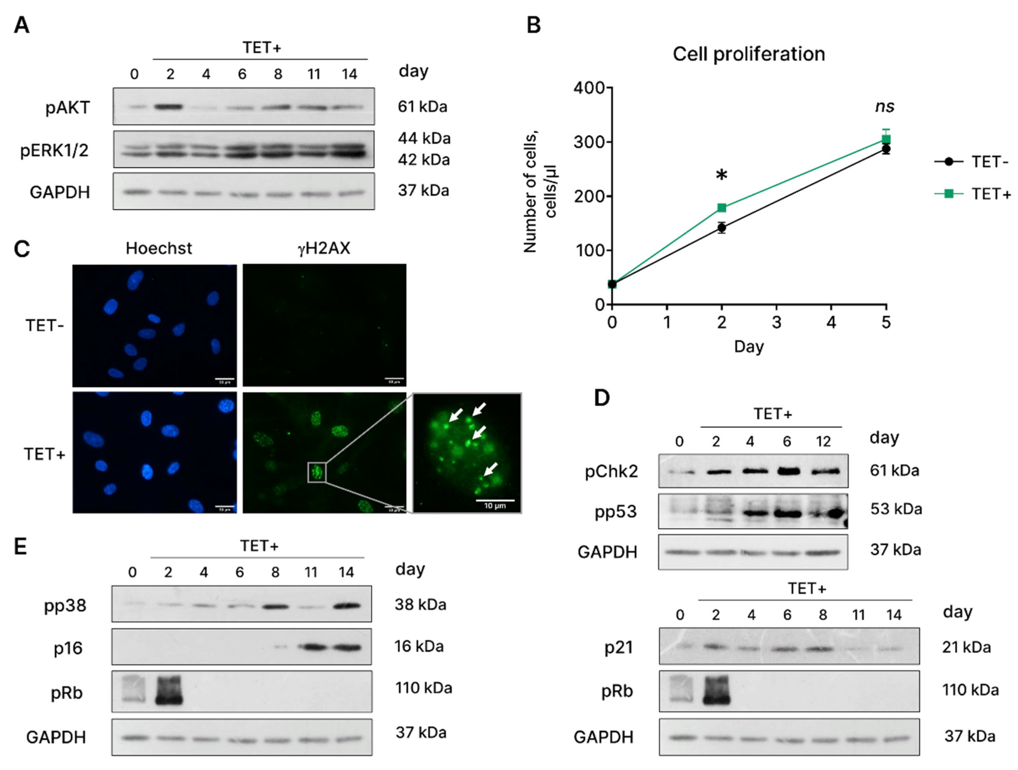 Preprints 80521 g004