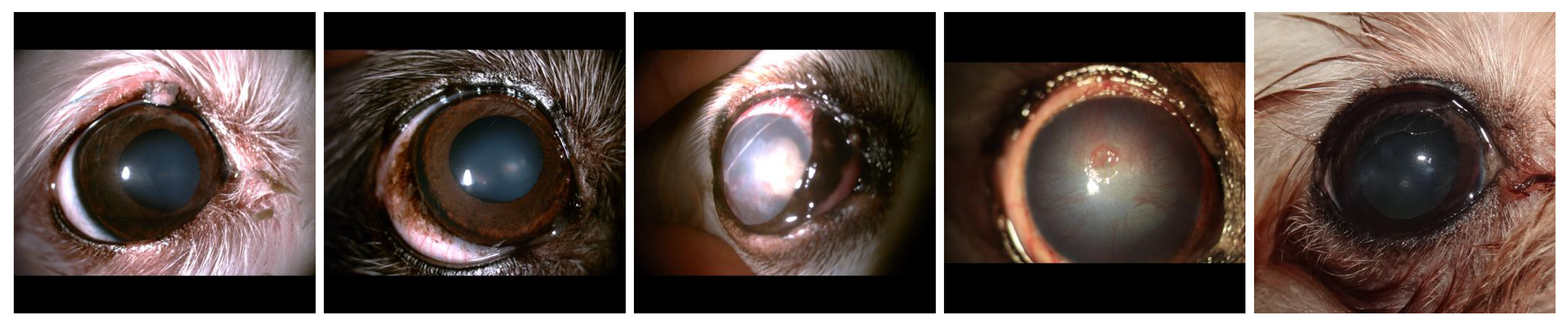 Preprints 157584 g001