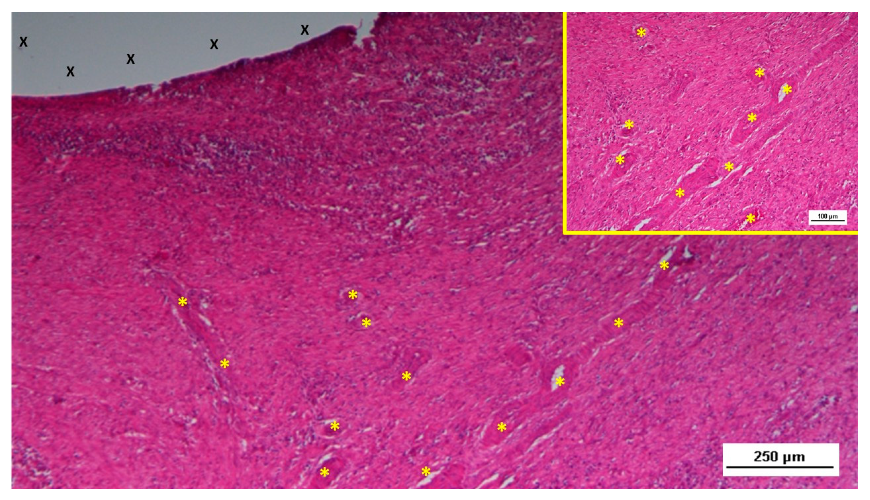 Preprints 144366 g003